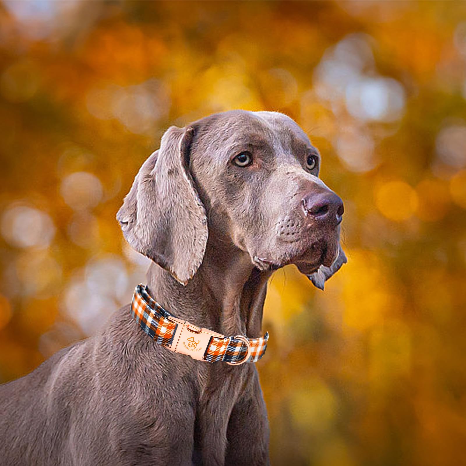 Elegant Little Tail Orange Plaid Cotton Dog Collar With Metal Buckle For Medium Dogs