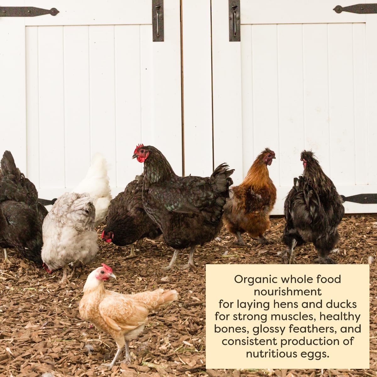 Scratch and Peck Feeds Whole Grain Layer Mash Chicken and Duck Feed - 25 lbs Bag - Corn-Free and Soy-Free - 16% Protein, Certifi