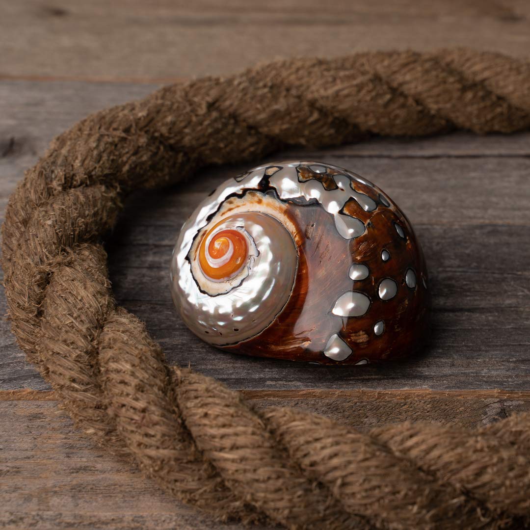 Hermit Crab Shells | Turbo Shells | African Sarmaticus Turbo Shell 3'-3.5' | Hermit Crab House For Décor | Plus Free Nautical Ebook By Joseph Rains