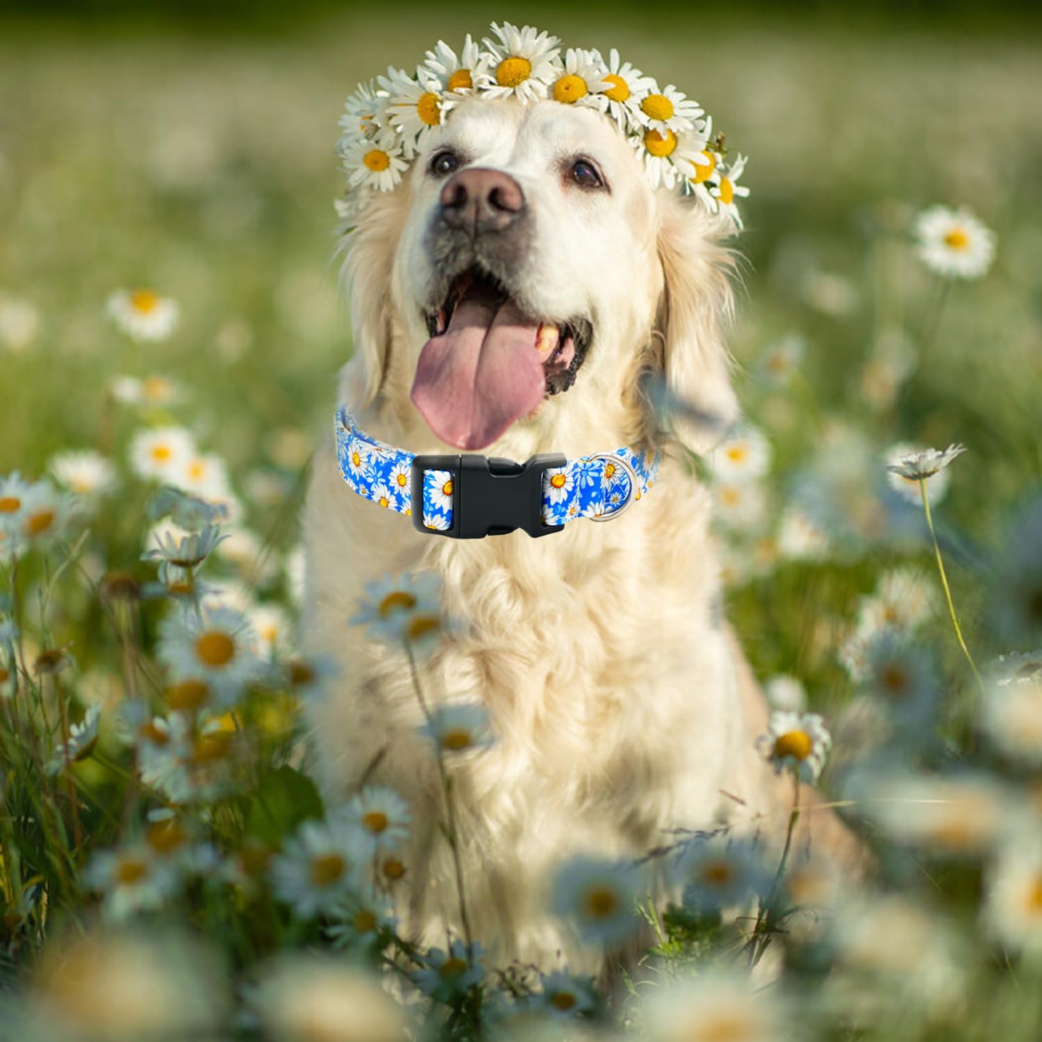 Tunkoo Blue Daisy Dog Collar, Cute Adjustable Premium Cotton Collar Durable Plastic Buckle For Small Medium Large Boys Girls Dog