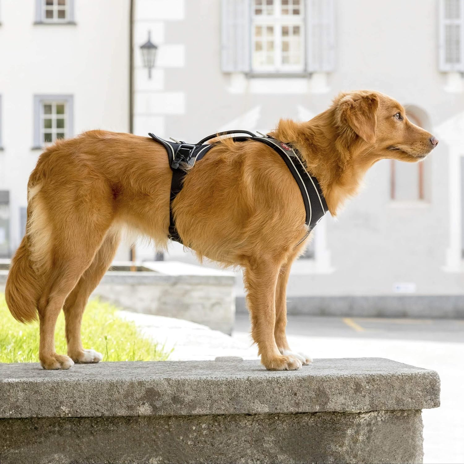 Magnetic Belka Comfort Harness Black L