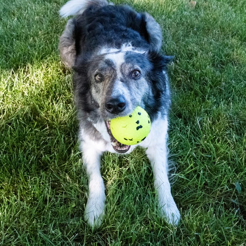 Kong Reflex Ball Durable Flexible Bounce Dog Toy (Large)