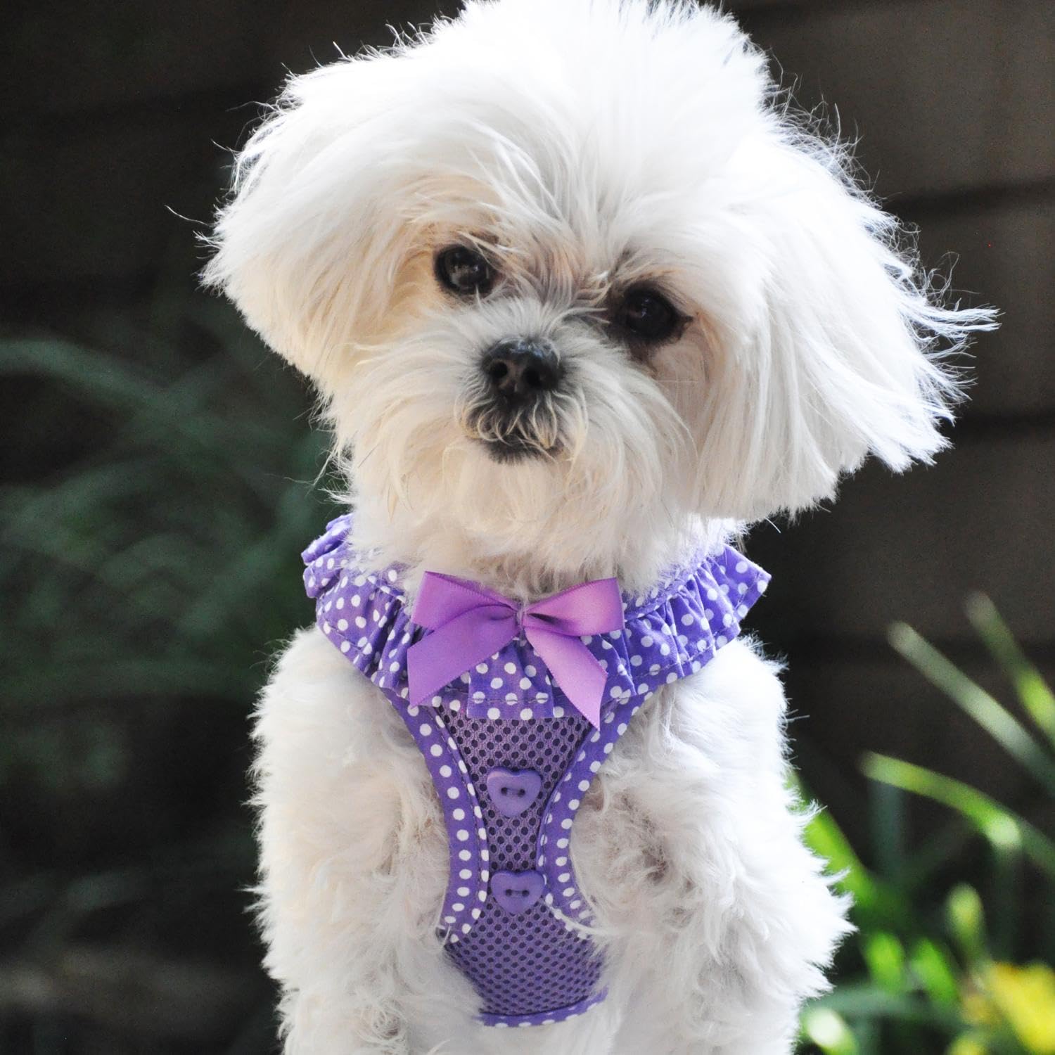 Doggie Design No Choke Dog Harness - Simple Step-In And Go Dog Vest For Small, Medium, And Large Breeds - Breathable Mesh Polyester Pet Harness - Paisley Purple Polka Dot- S