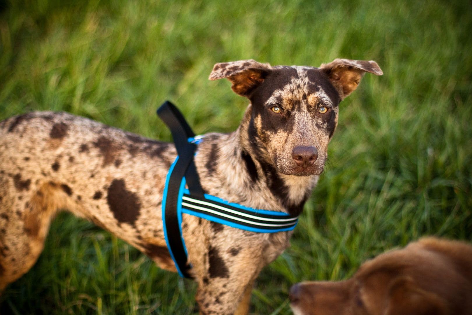 ComfortFlex Sport Dog Harness - Fully Padded, Reflective, Adjustable, Lightweight No-Choke, No-Pull, Non-Chafing Design for Acti