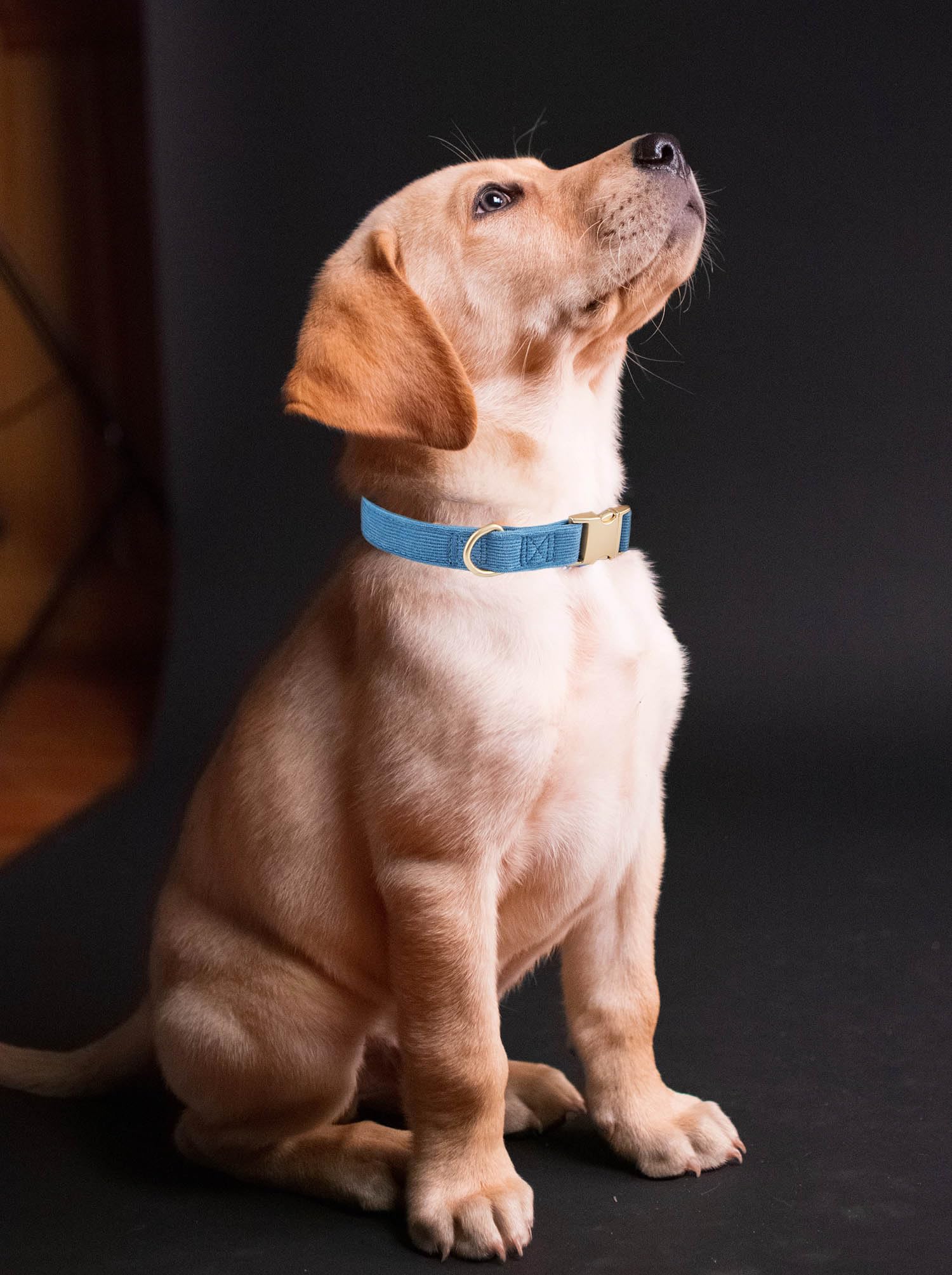 YUDOTE Soft Cotton Dog Collar with Metal Buckle Adjustable Heavy Duty Comfy Corduroy Collars for Small Medium Large Dogs,Blue,Sm