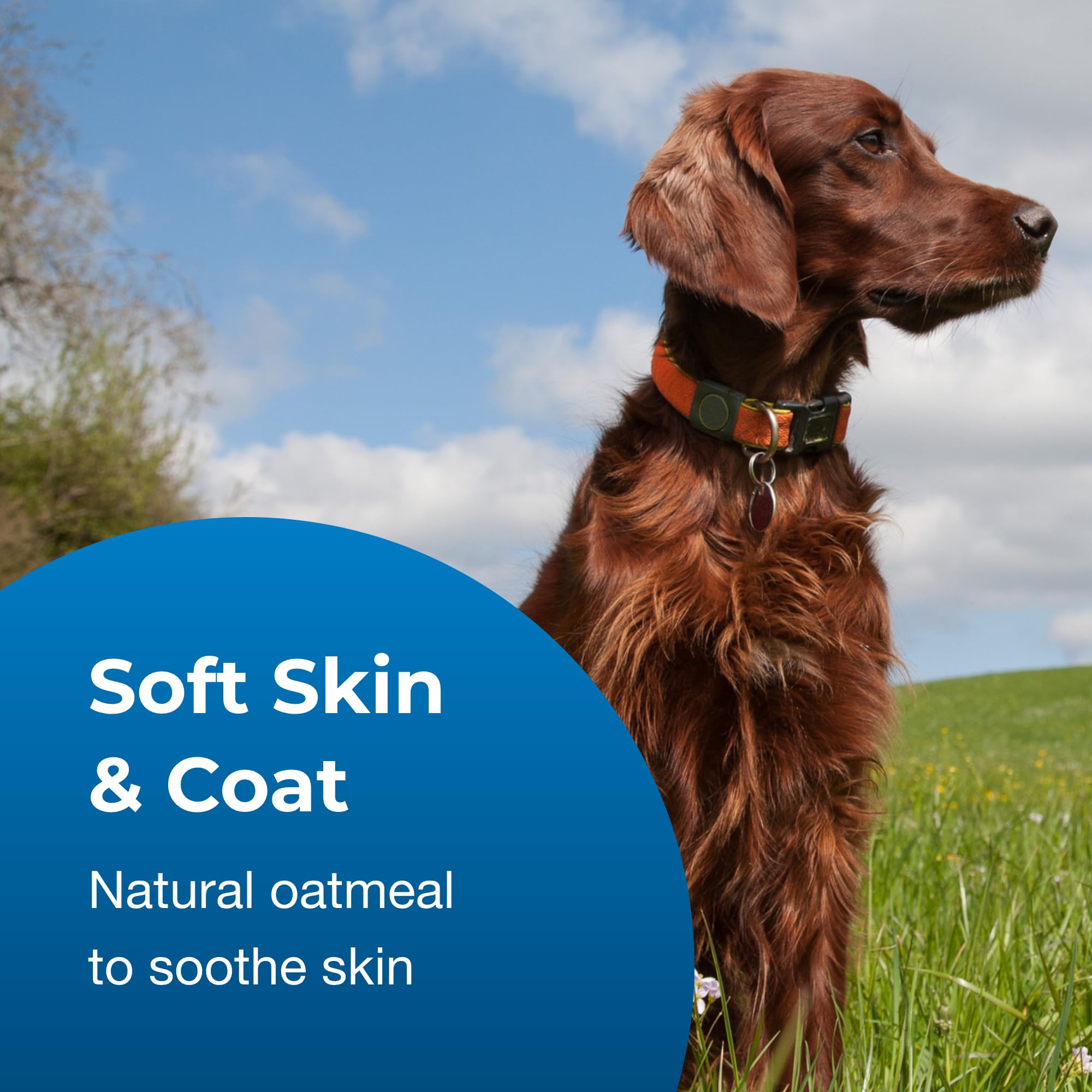 Petag Fresh N Clean Oatmeal N Baking Soda Shampoo - Tropical Fresh Scent (10:1 Concentrate) - 1 Gallon - Nurtures Dry, Itchy Ski