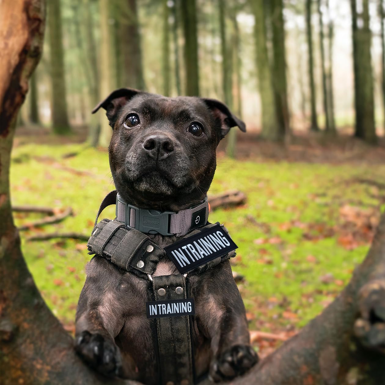 Zesion 4 Pcs In Training Patch, Dog Tactical Vest Patch Removable Embroidered Hook And Loop Patch For Dog Carrier, Harness, Coll