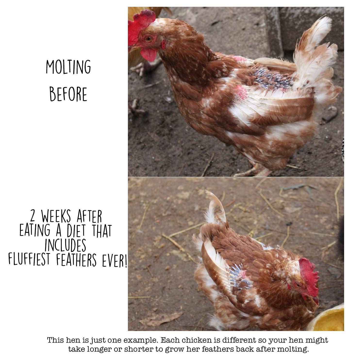 Pampered Chicken Mama Backyard Chicken Supplement Treat: Fluffiest Feathers Ever Backyard Chicken Feed and Supplies for Healthy