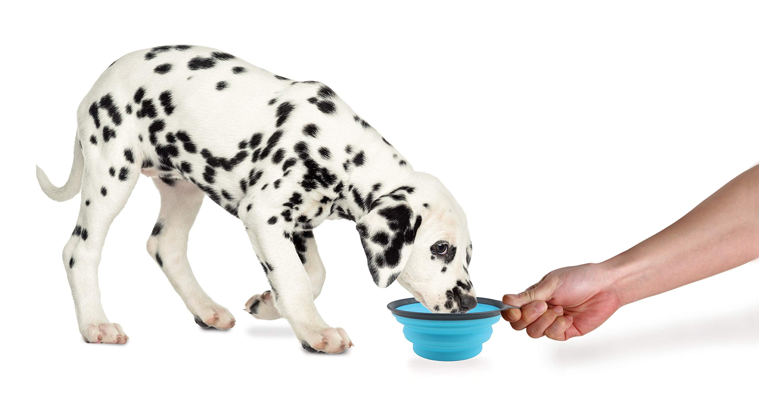 Dexas Popware for Pets Collapsible Travel Cup, Large, Gray/Blue