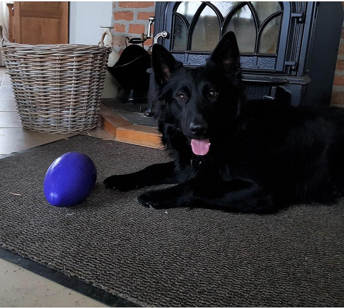 Jolly Pets Jolly Egg Plastic Dog Chew Toy 8 Inch Purple