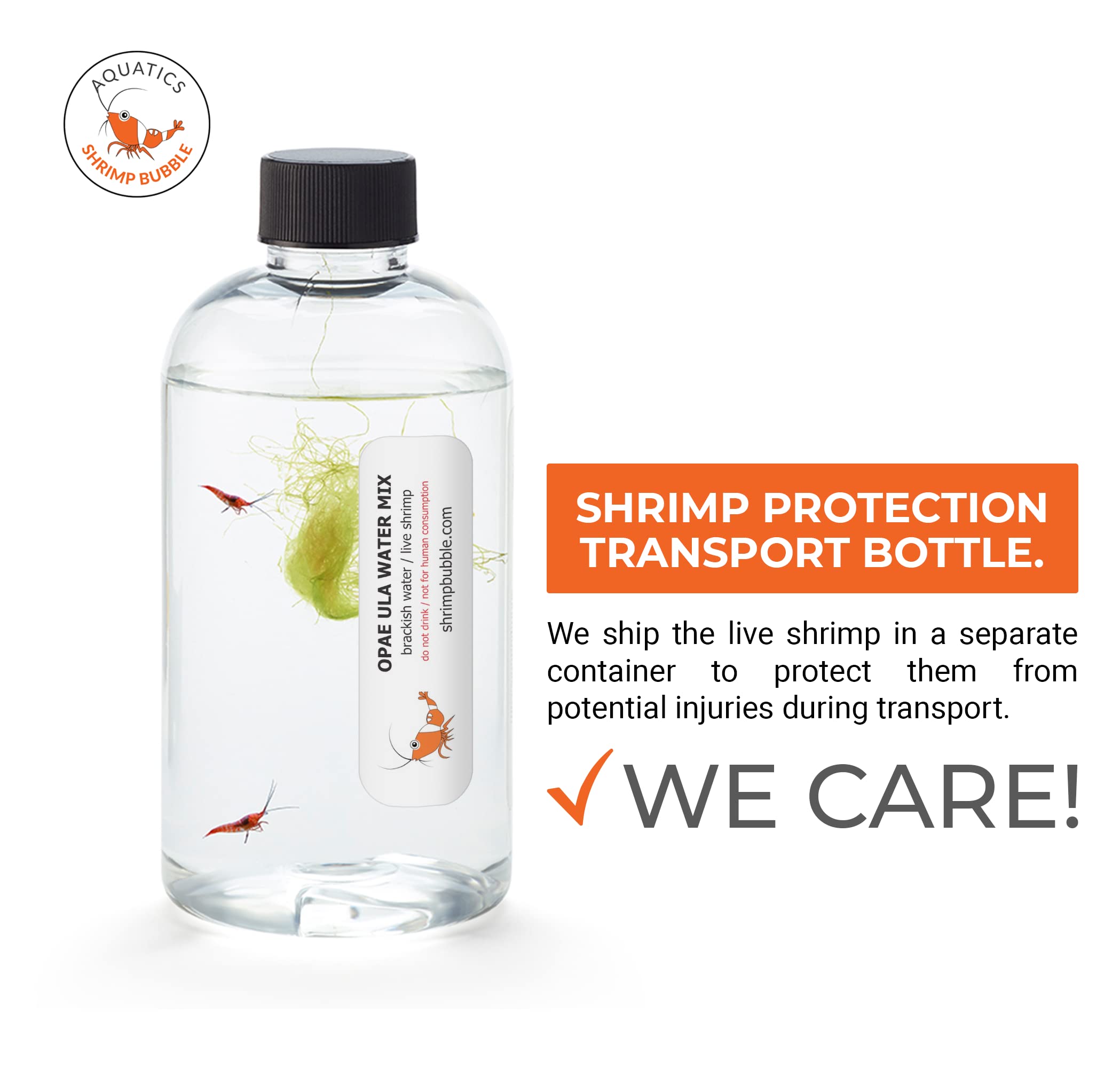 SHRIMP BUBBLE Glass Self-Sustaining Ecosystem - Amber Bubble Tank