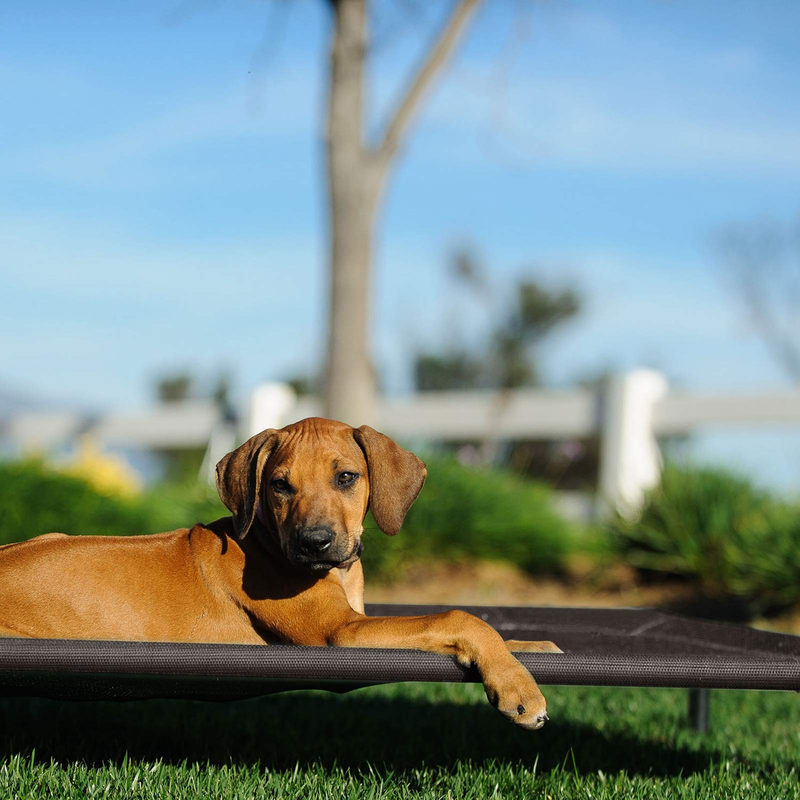 Veehoo Cooling Elevated Dog Bed, Portable Raised Pet Cot With Washable & Breathable Mesh, No-Slip Feet Durable Dog Cots Bed For Indoor & Outdoor Use, Large, Cwc1803-L