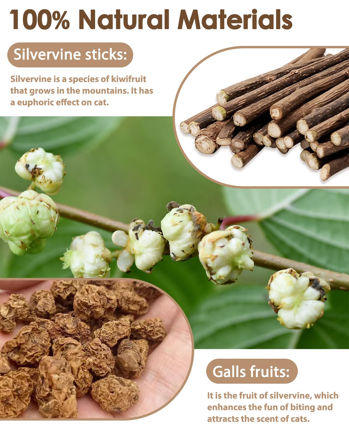 Tocirelo Silvervine Sticks Cat Toys - 6Pack Natural Cat Chew Toy Teeth Cleaning, Matatabi Dental Care Kitten Treat, Catnip Cat T