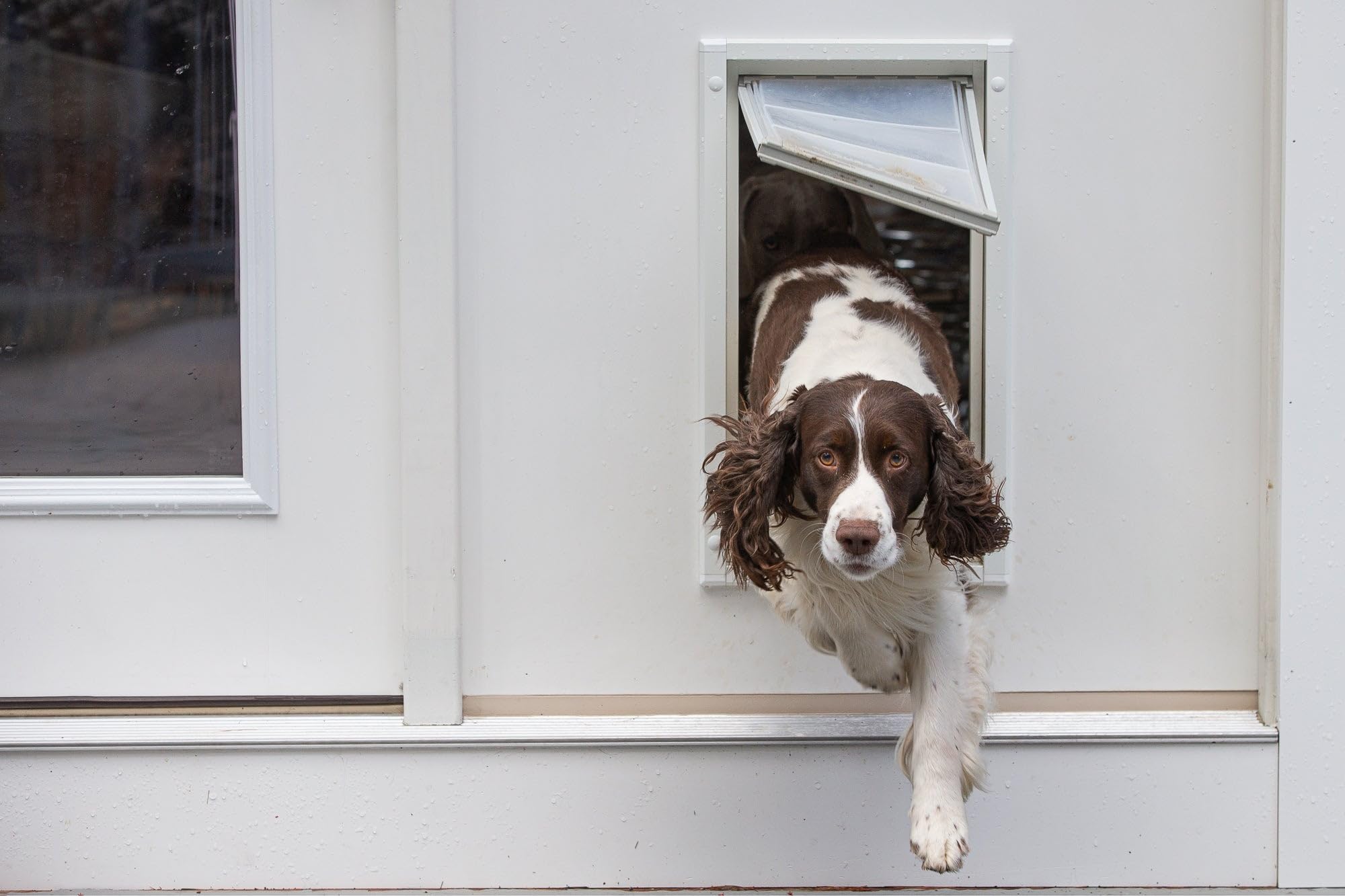 Endura Flap Pet Door For Walls In White | Energy-Efficient Single Flap Design For Wall Installations | All-Weather Protection Wi