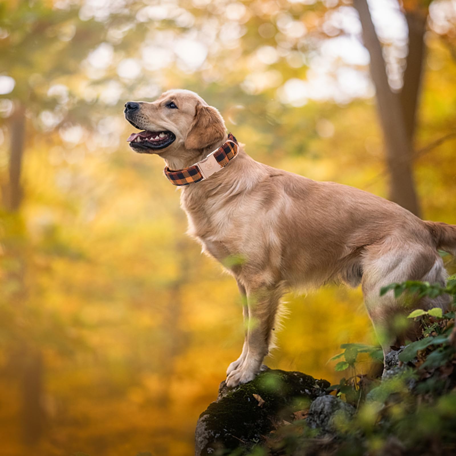 Elegant Little Tail Fall Dog Collar, Autumn Pet Collar Durable Yellow Plaid Dog Collars Male Or Female Holiday Pet Gift Adjustab