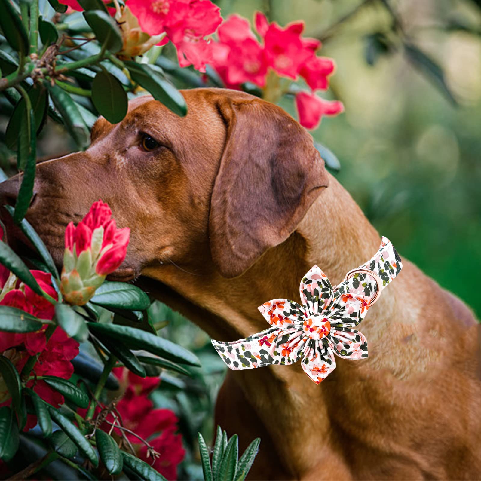 Elegant little tail Dog Collar, Dog Collar with Bowtie, Spring Flower Cute Pink Pet Collar Bow Dog Collars Adjustable Dog Collar