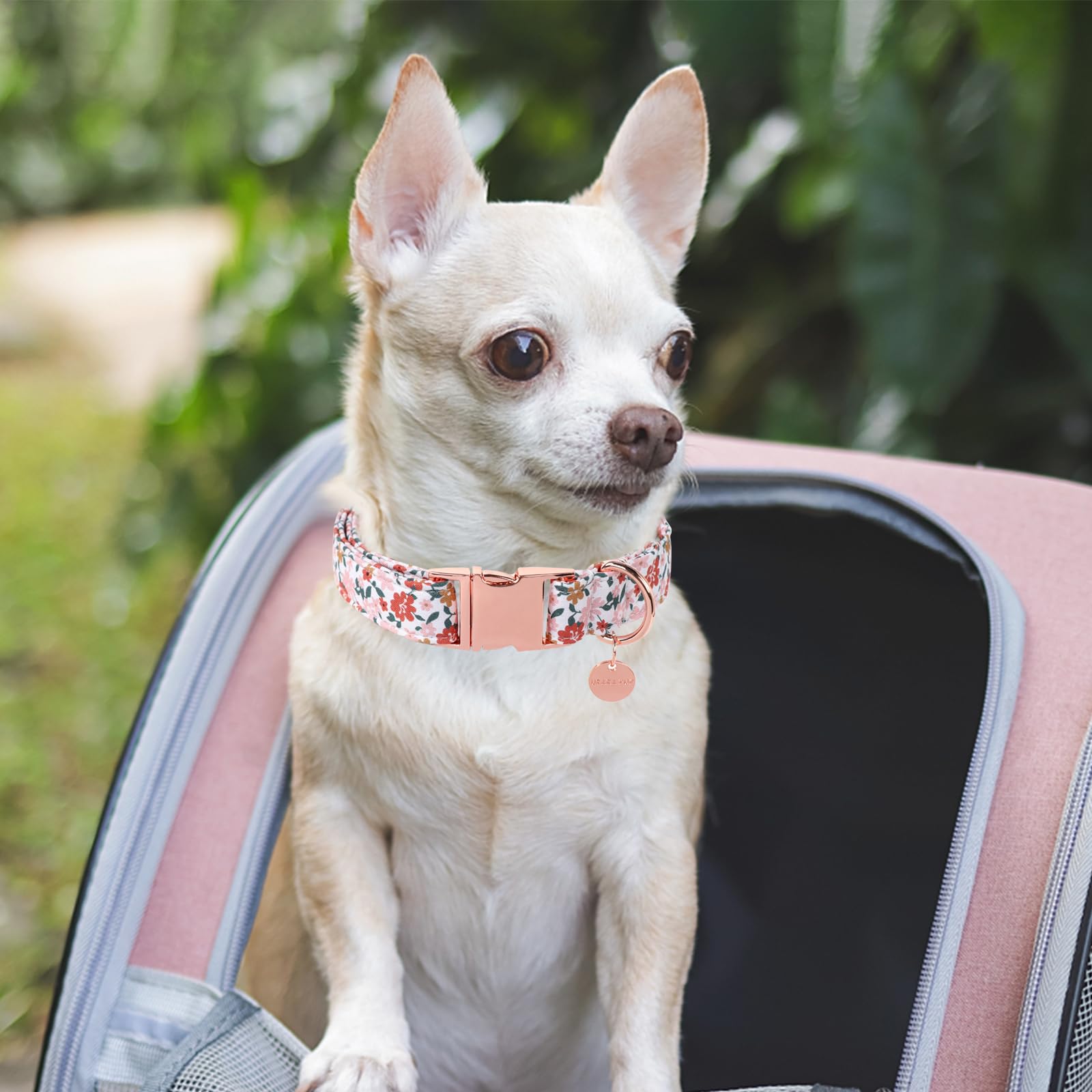 Up Urara Pup Dog Collar For Summer,Little Flower Dog Collar,Cotton Puppy Collar With Adjustable Buckle For Small,Medium,Large Gi