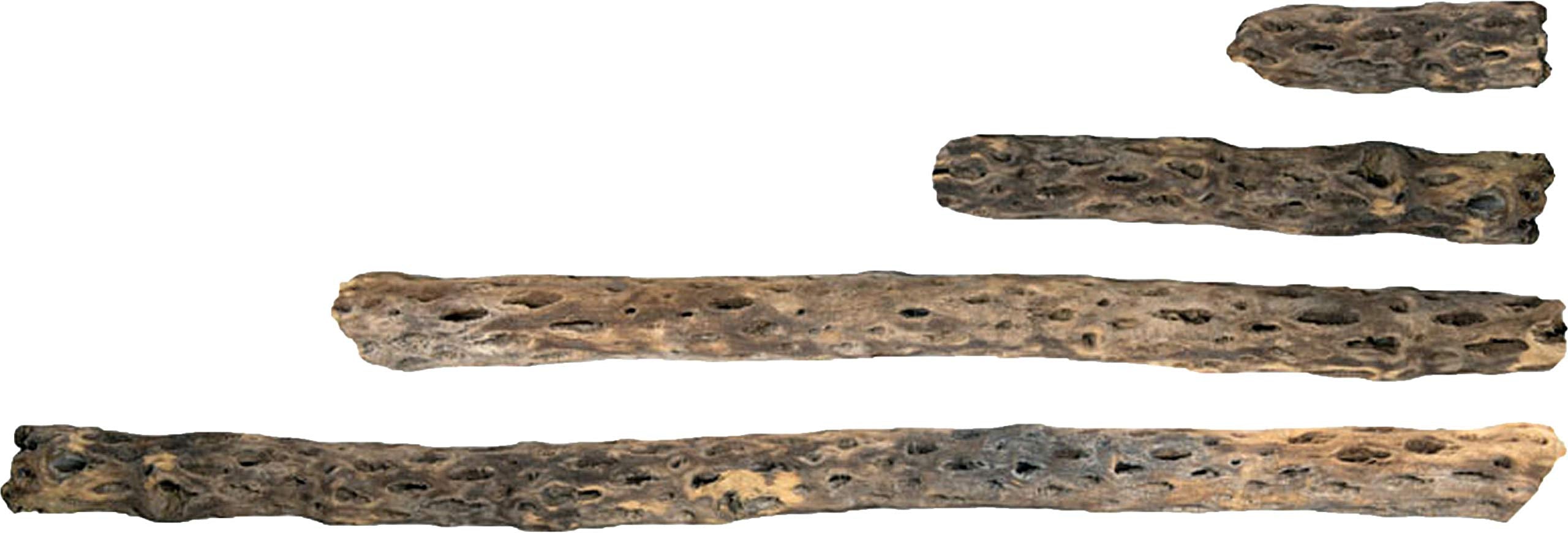Galapagos 05272 Cholla Wood For Aquarium 24 Natural