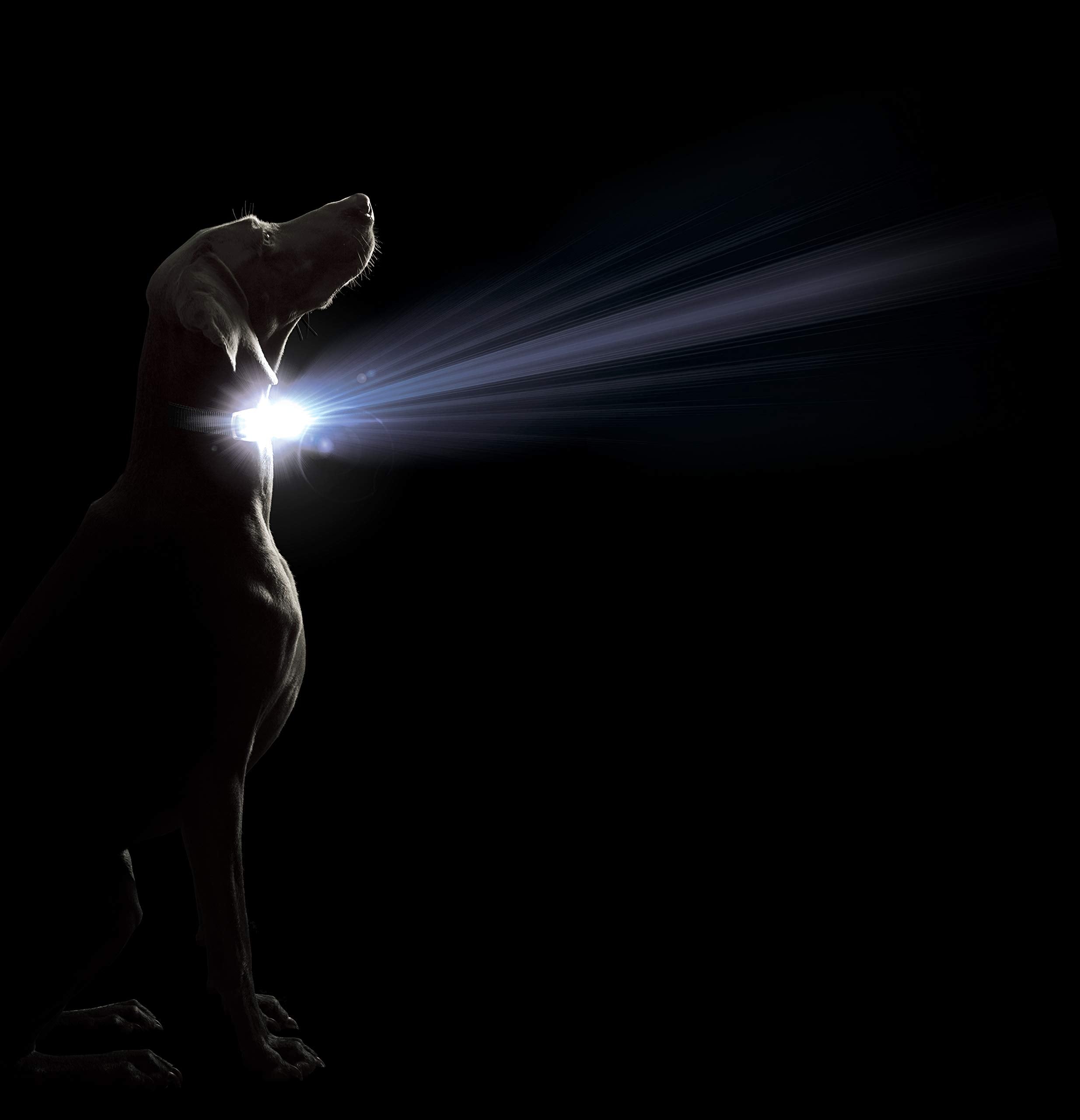 Dog Gone Smart Pet Products Super Bright Led All Day & Night Wear Safety Comet Collar Dogs, Adjustable Breathable Strong Nylon,