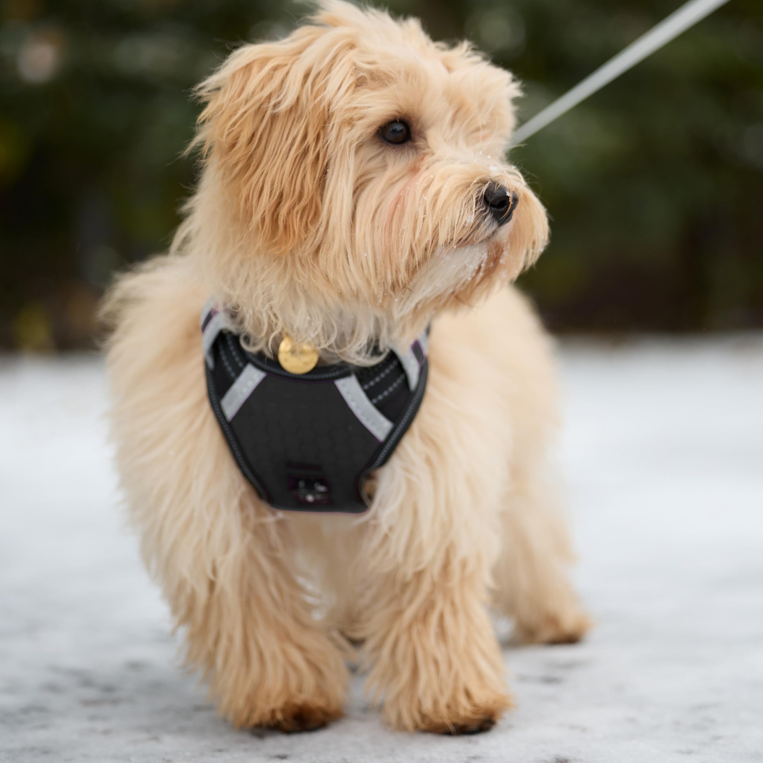 Espawda Padded Comfort Harness With No Pull Design For Small Dogs, Medium Dogs And Big Dogs (Medium, Black)