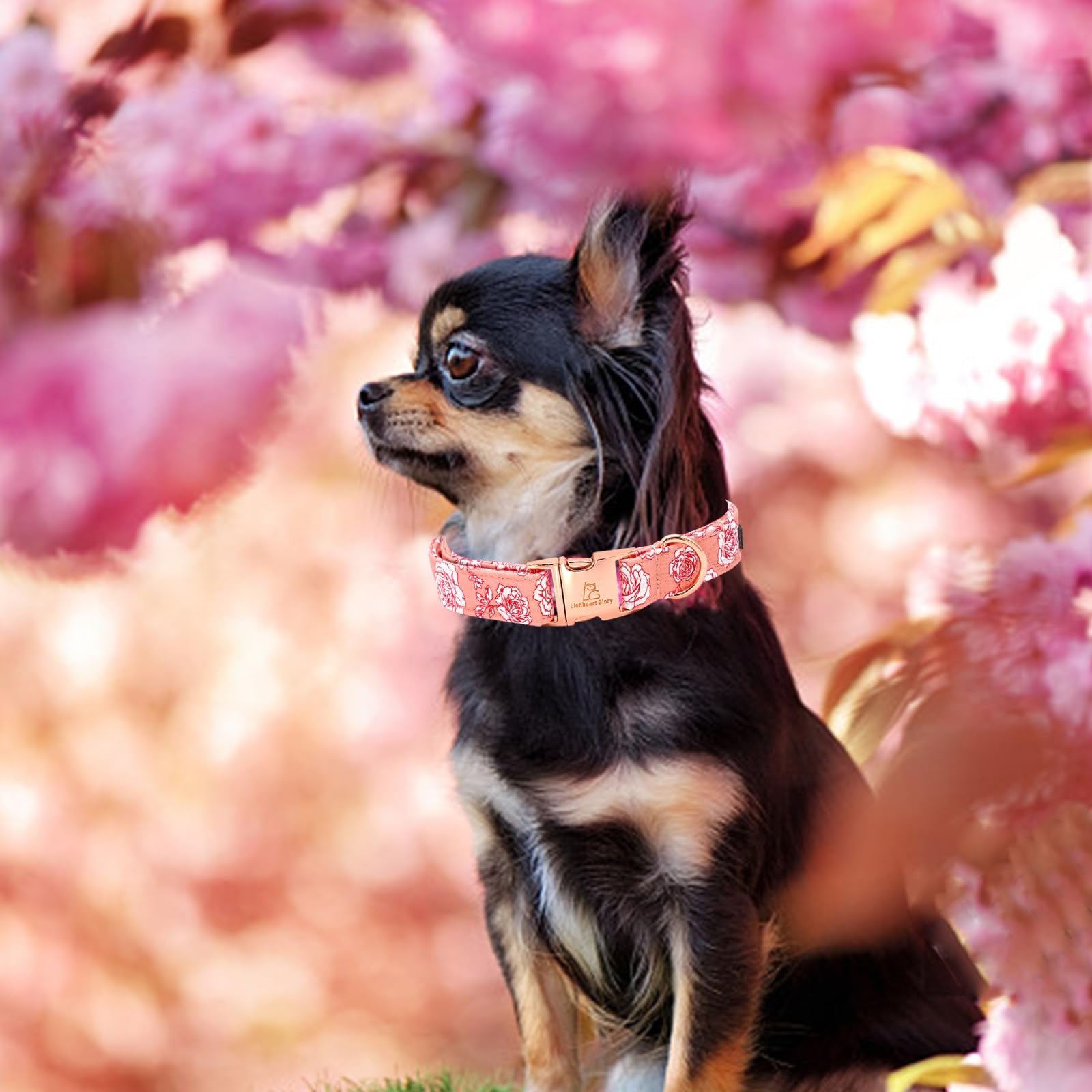 Lionheart Glory Valentine'S Day Collar, Pink Roses Print Dog Collar For Small Cute Dog Collars Spring Female Pet Gift Adjustable