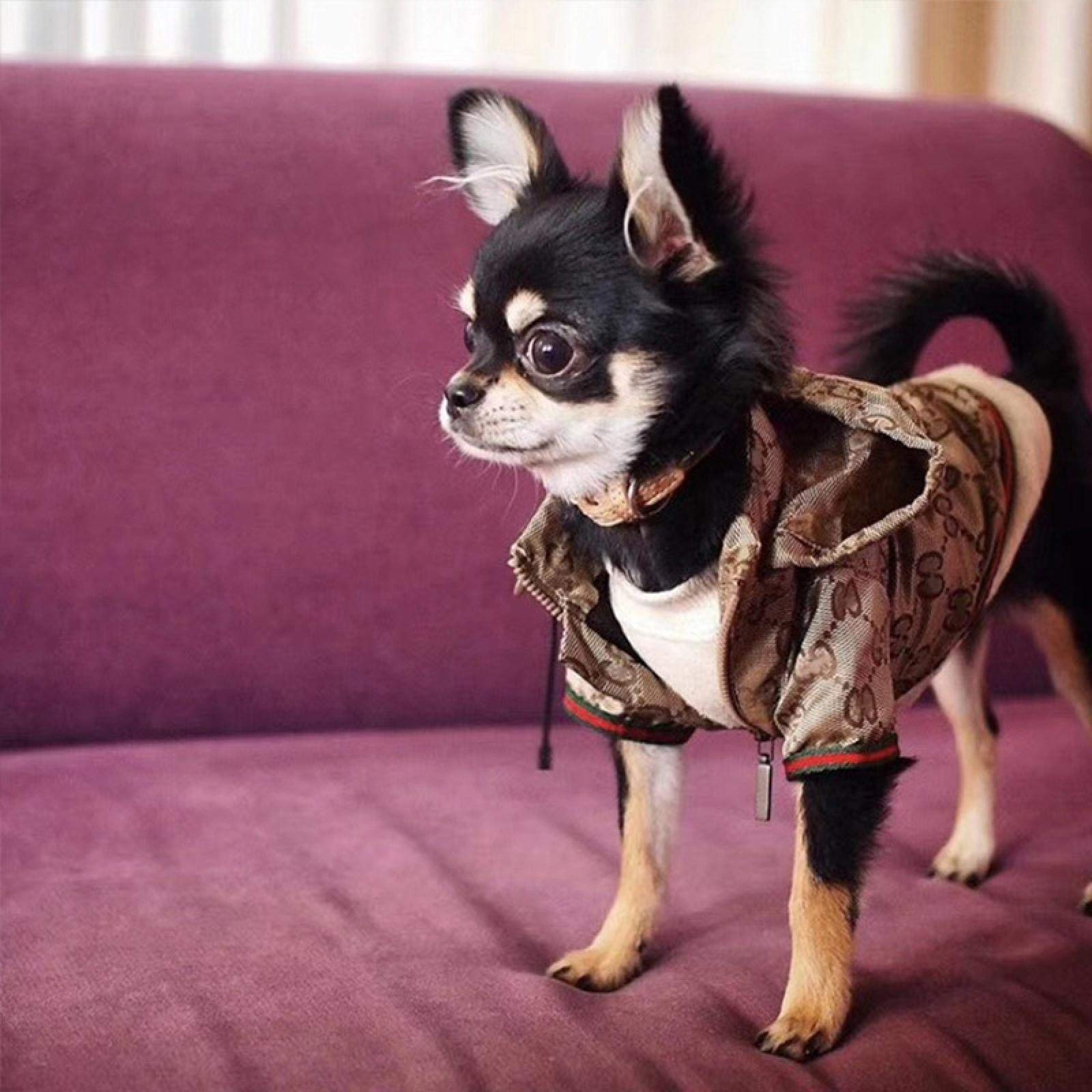 HQREA Dog Hoodie - Luxury Winter Jacket, Zipper Design, Small Size, Cloth Material, Model MINGJ-63704, Color A