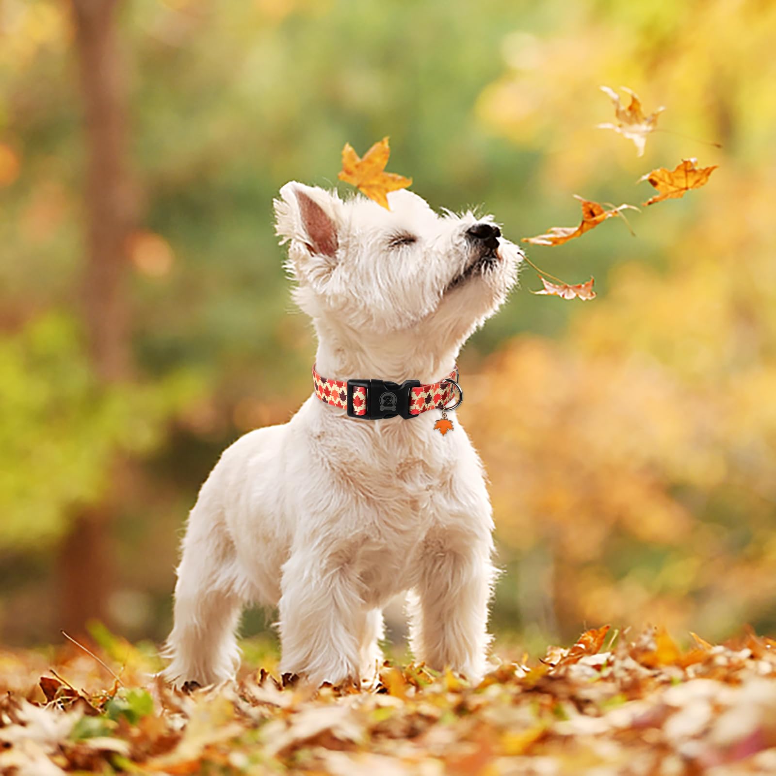 Mr. Chubbyface Fall Dog Collar Adjustable Pet Collar Maple Leaves Collar For Small Medium Large Dogs