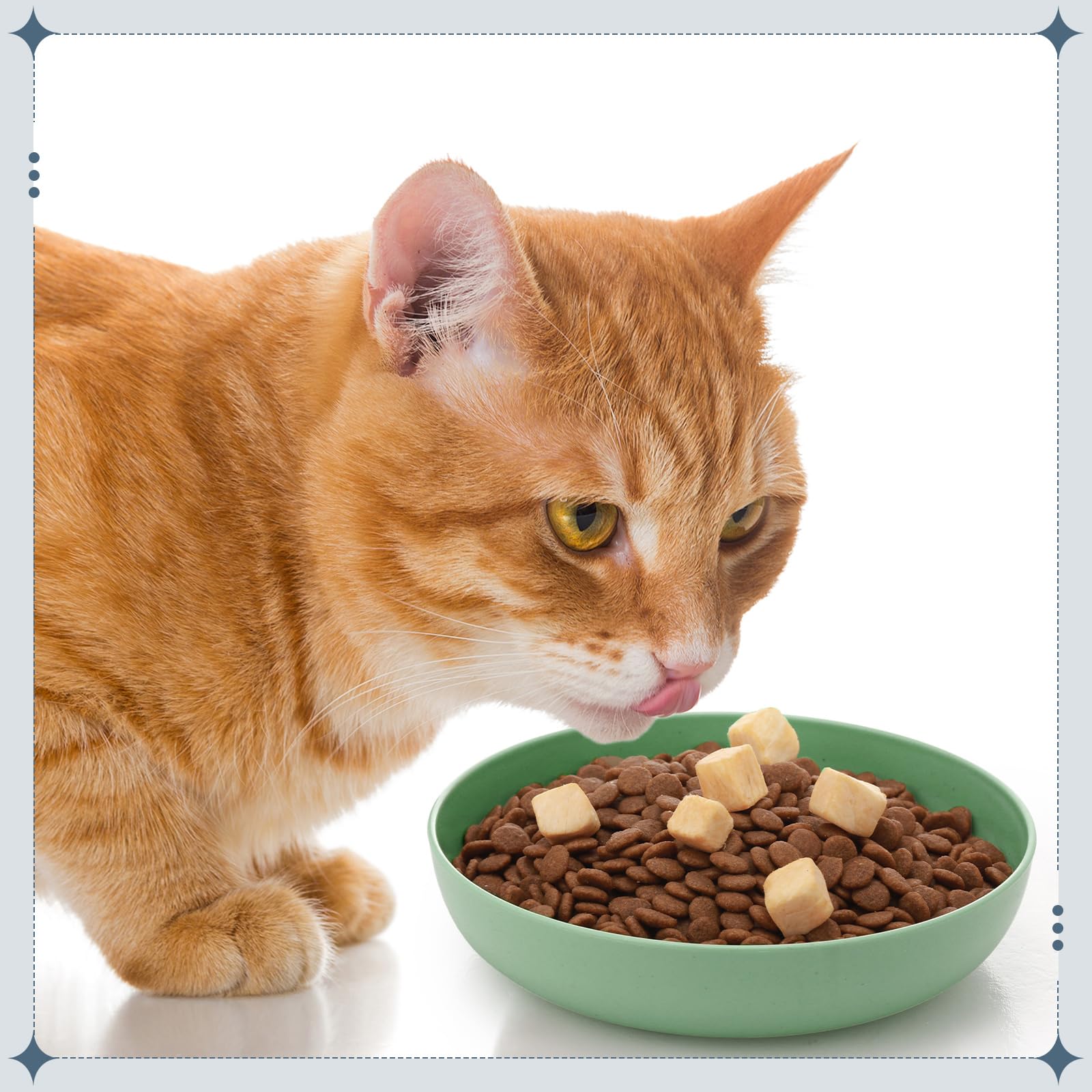 Tioncy 24 Pieces Fatigue Relief Cat Bowl Shallow Cat Food Dish Wide and Small Plate Wide Stray Wet Feeding Bowl for Ferrets Fera