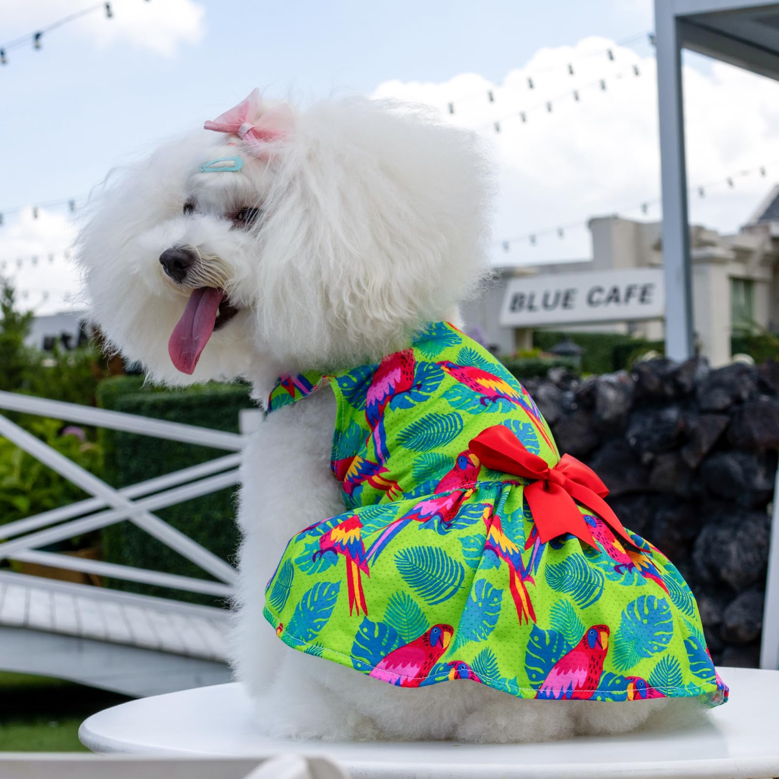 Cutebone Dog Mesh Dress Puppy Sundress Pet Outfit Summer Fashion For Small Dogs Girl Cat Clothes Bf24Xxs