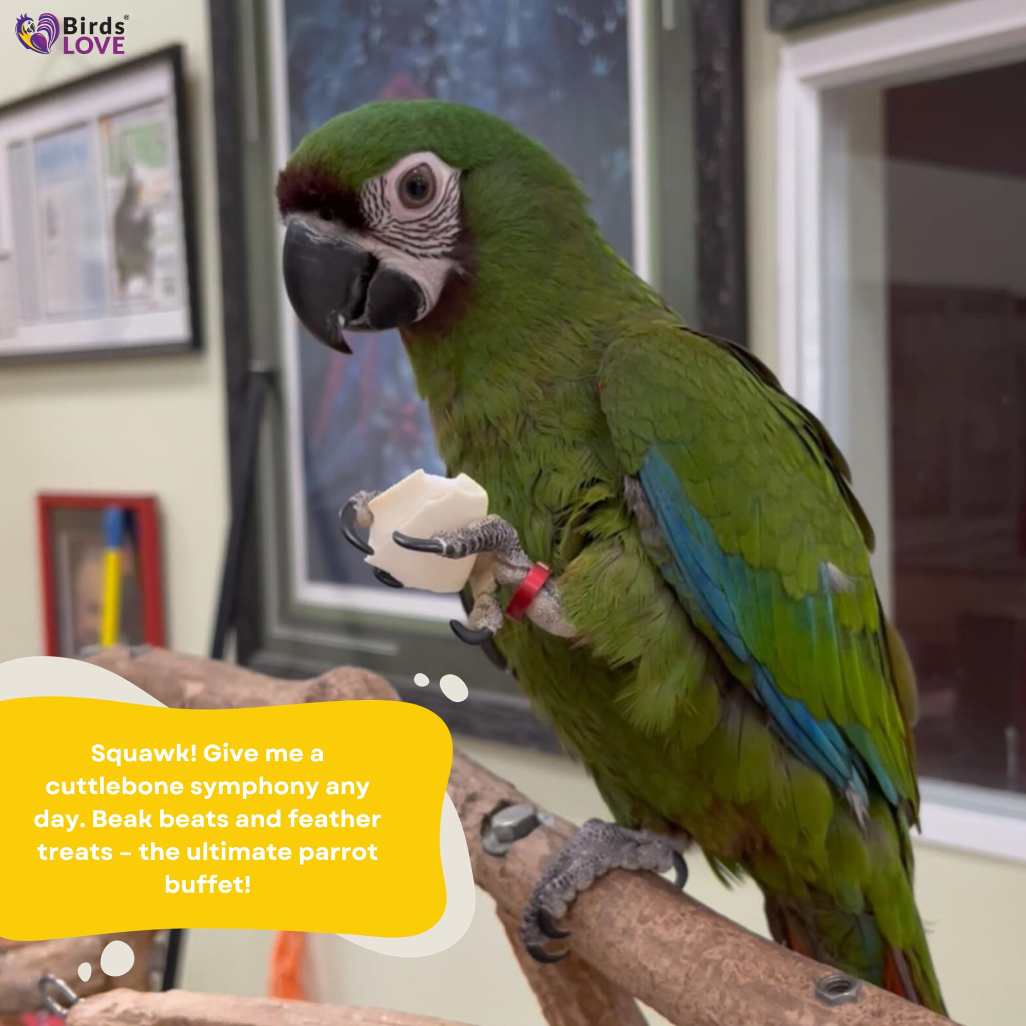 Birds LOVE Natural Cuttlebone | 100% Pure Sun-Dried Calcium Supplement for Birds, Tortoises, Snails & Crabs | Supports Beak & Sh