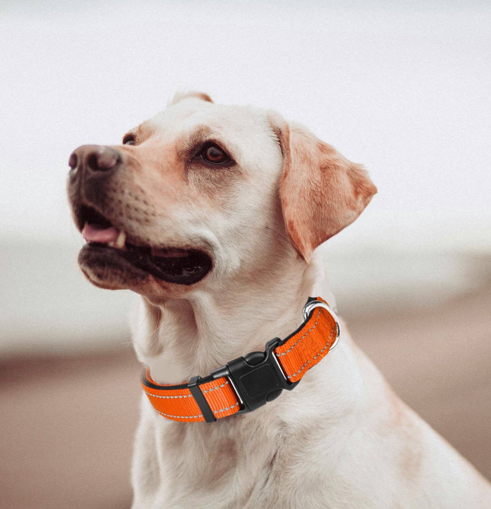 Xs Dog Collar, Reflective Pet Collar With Buckle Adjustable Safety Nylon Collars For Small Medium Large Dogs, Orange