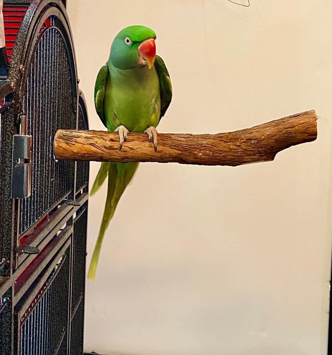Polly'S Hardwood Bird Perch, X-Large