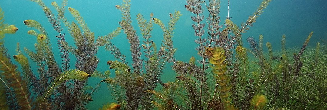 Galápagos Aquarium Aquatic Plants Background Clings, 10.125" x 30", Model 05411
