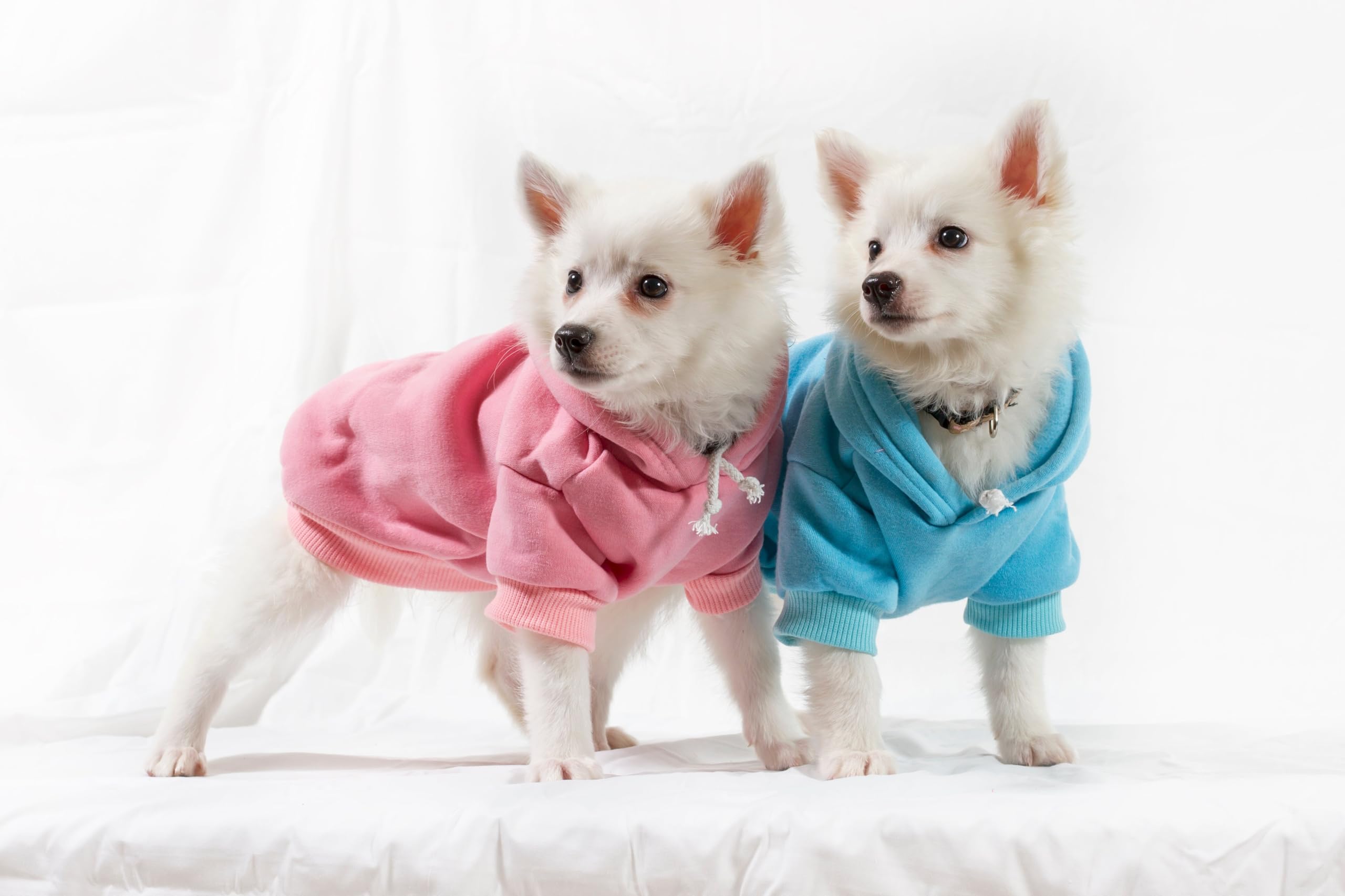 Blank, Plain Dog Hoodie for Pets 0-20 Pounds (XS-XL sizes) Black L (10-14 lbs)