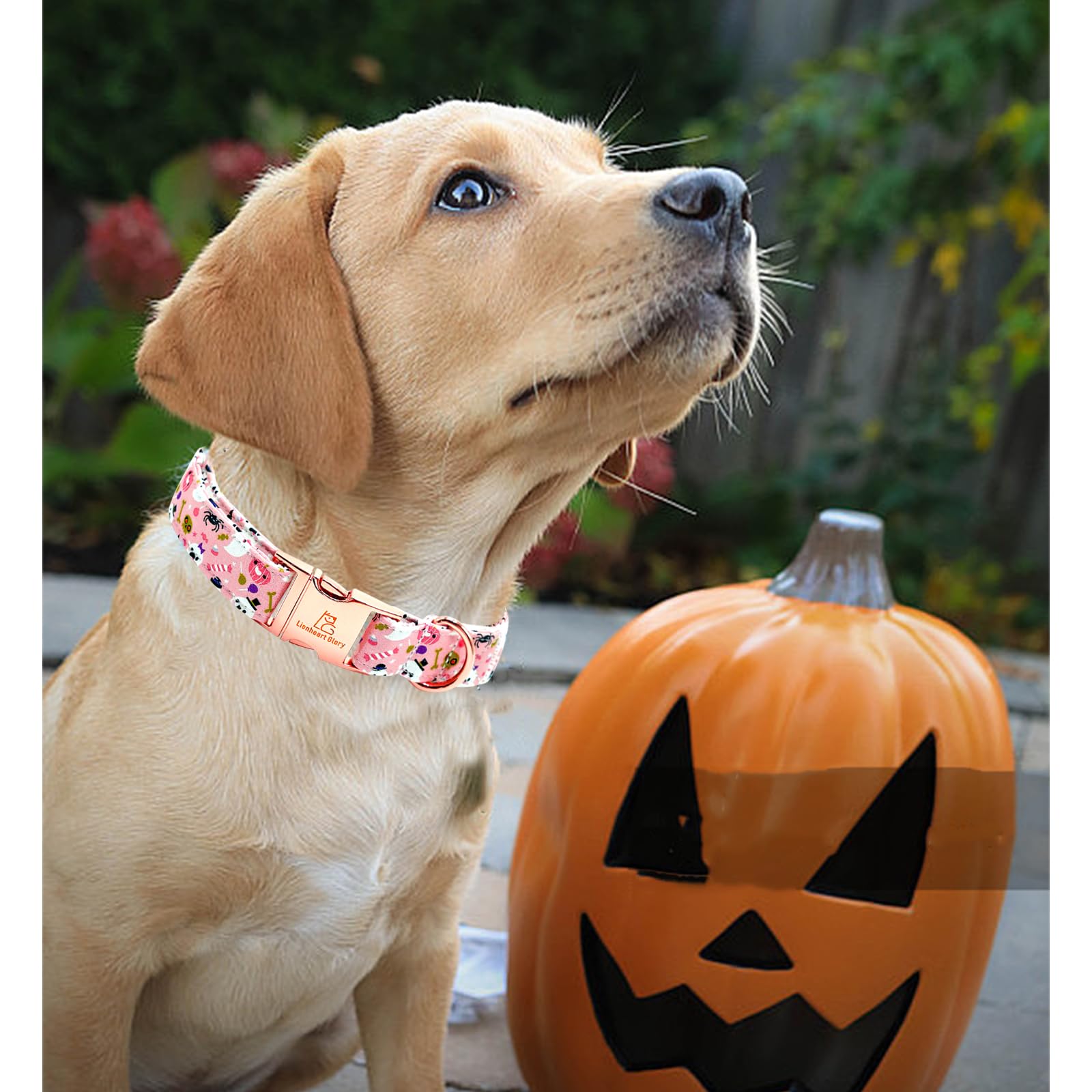 Lionheart Glory Dog Collar Fall Halloween Pumpkin Collars Dog Heavy Comfortable Adjustable Pink Dog Collar For X-Small Puppy Col