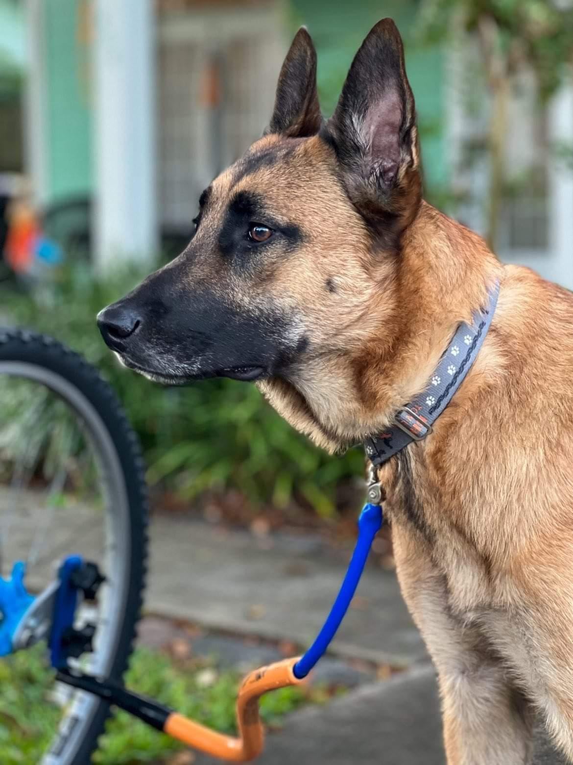 Dog Biking and Walking Collar