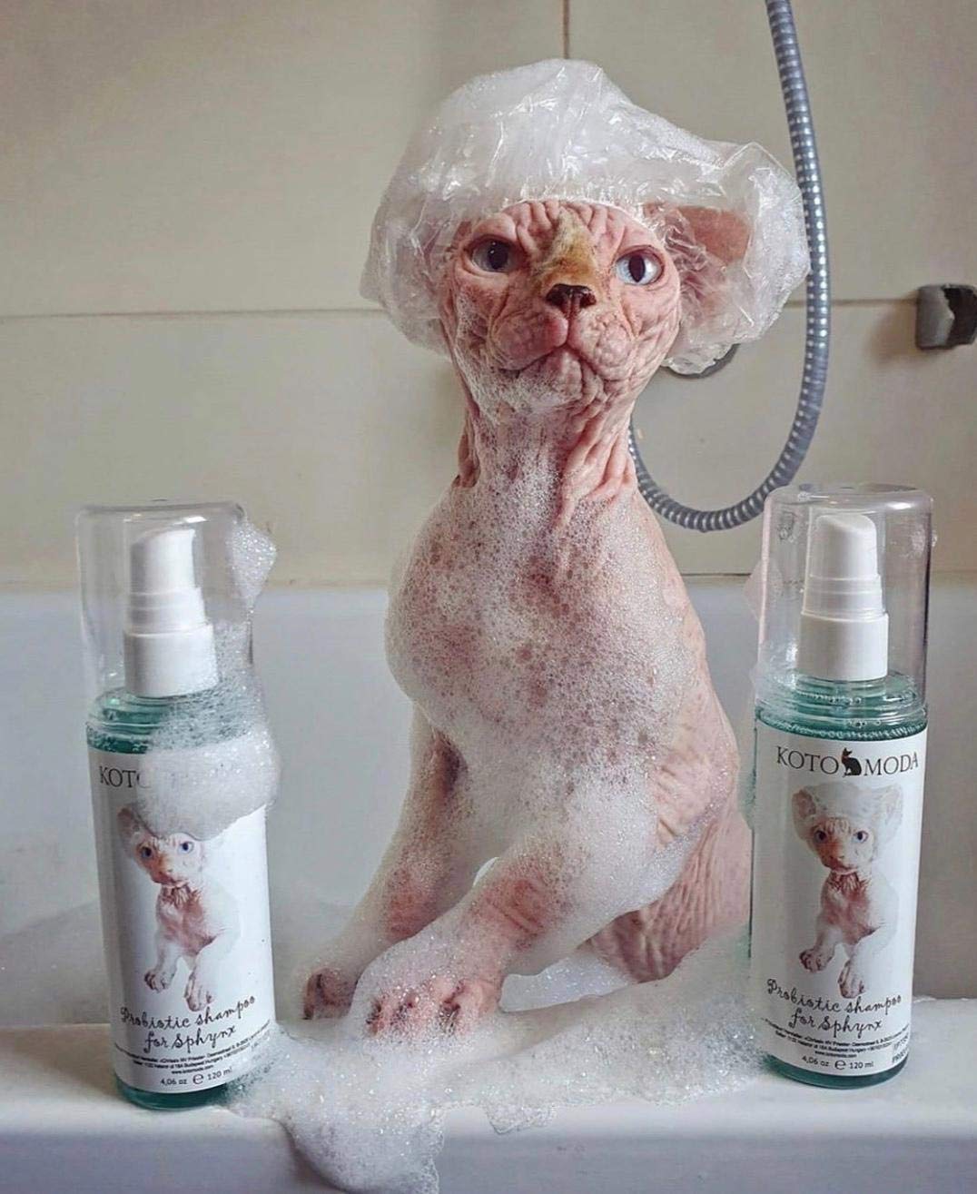 Kotomoda Probiotic Shampoo For Sphynx Cats (8.45)
