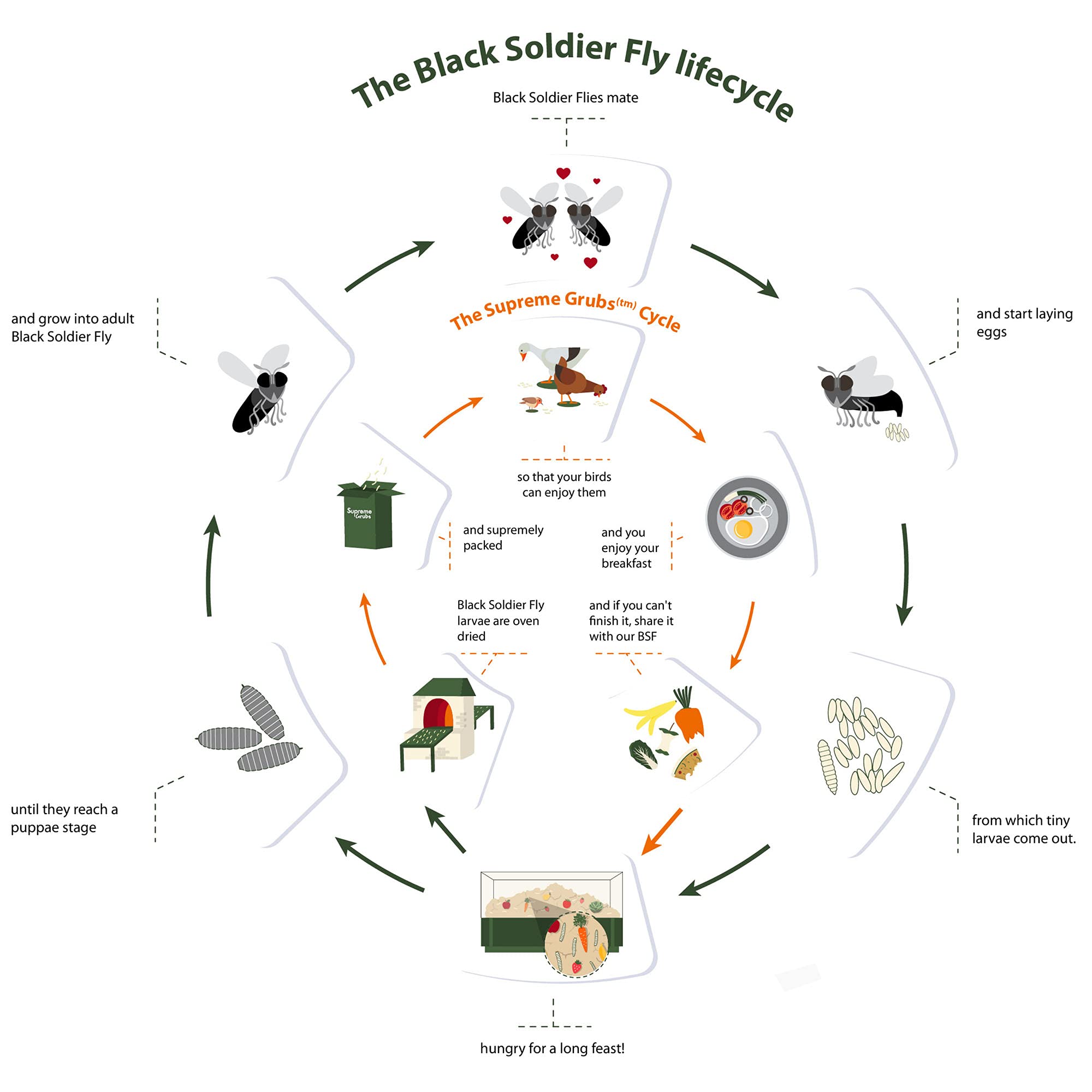 Supreme Grubs Natural Black Soldier Fly Larvae for Chickens, 85X More Calcium Than Mealworms-High Protein Grub Food Chicken Trea