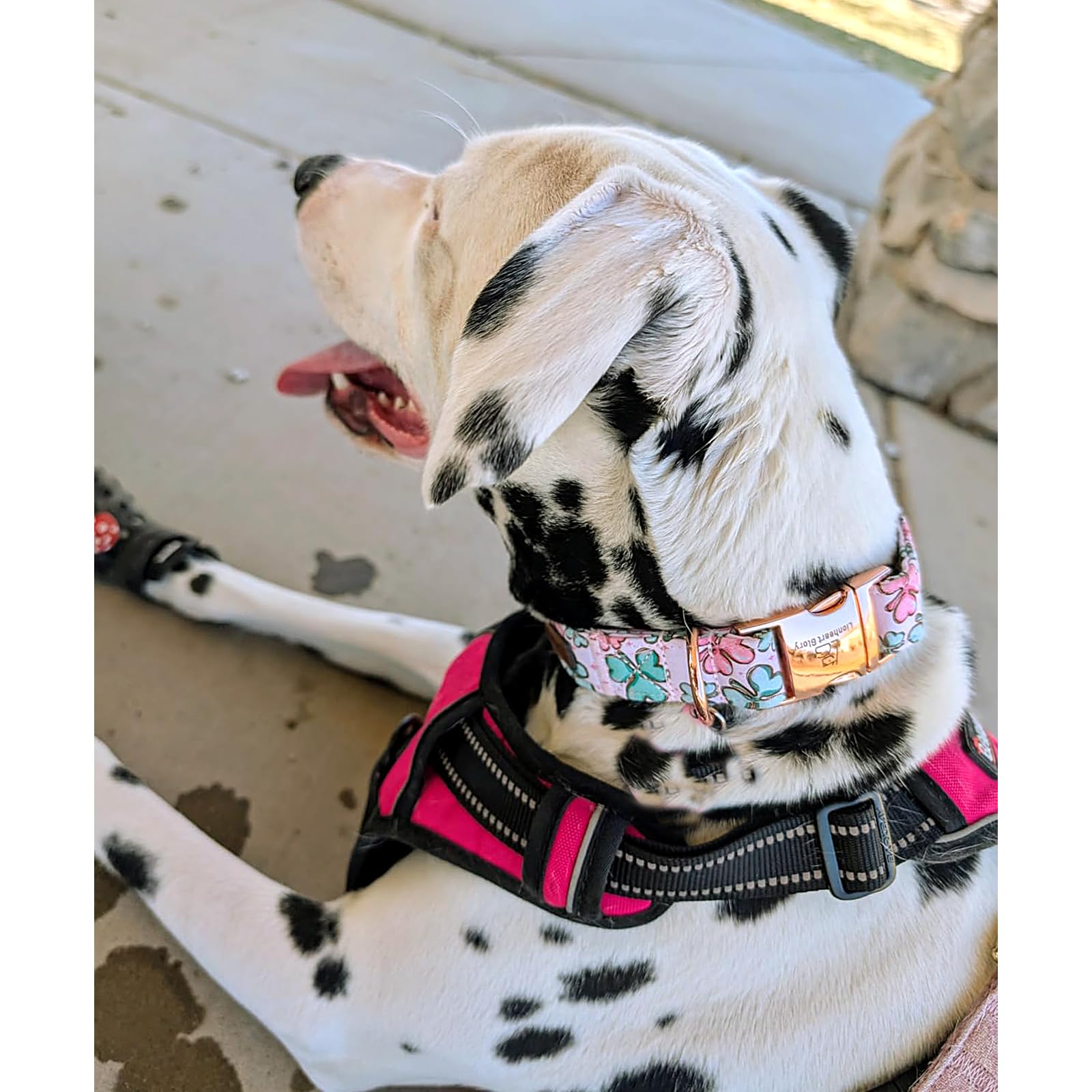 Lionheart Glory St. Patrick Dog Collar, Clover Pink Collar For Medium Dogs Spring Female Dog Collars Adjustable Heavy-Duty Dog C