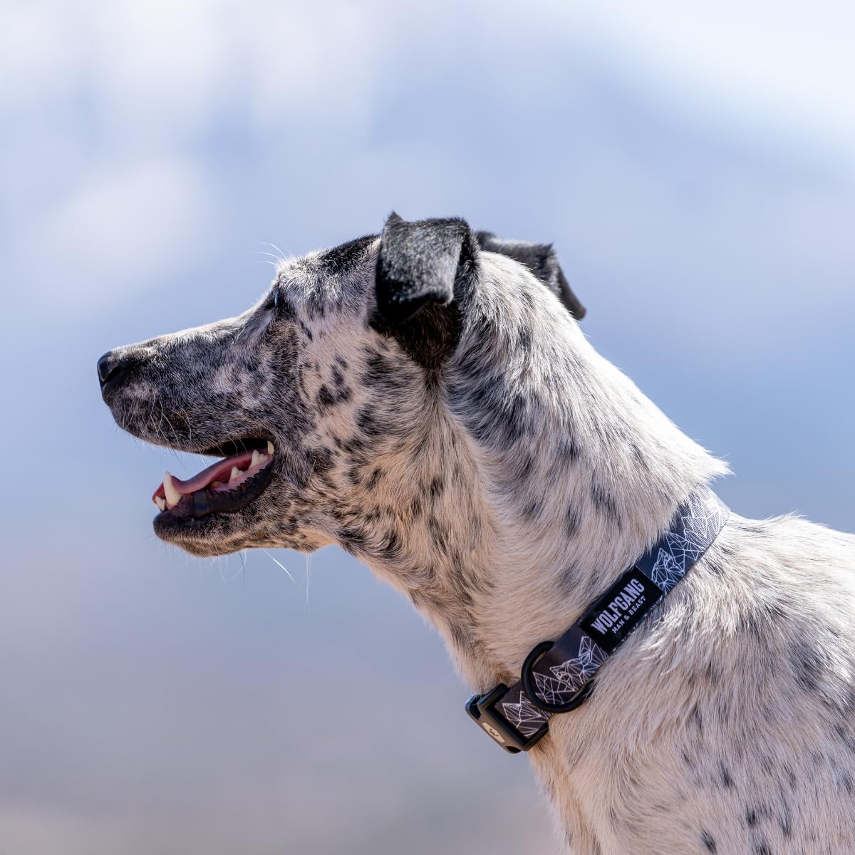 Wolfgang Heavy Duty, Adjustable Dog Collar With Quick Release Nylon Buckle For Walking & Training, Wolfmtn Print, Small