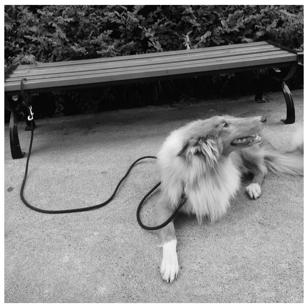 Sepxufore Dog Tie Out Rope Leash, 8-10-13-15-20-25-30-35-40-45-50Ft Dog Tether Heavy Duty Nylon Check Cord For Medium Large Dogs