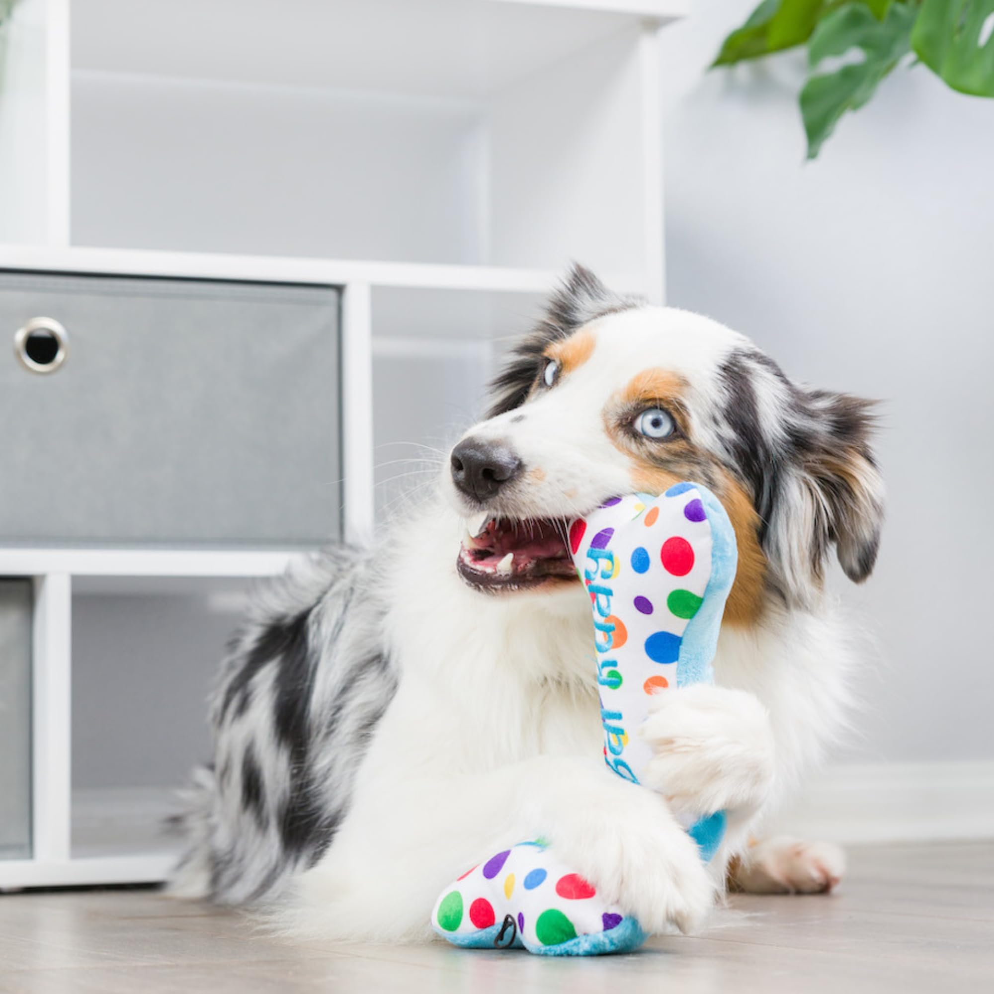 Huxley & Kent For Dogs - It'S My Barkday Bone (Small) - Birthday Funny Dog Toy - Power Plush Dog Toy With Squeaker - Fun, Durabl