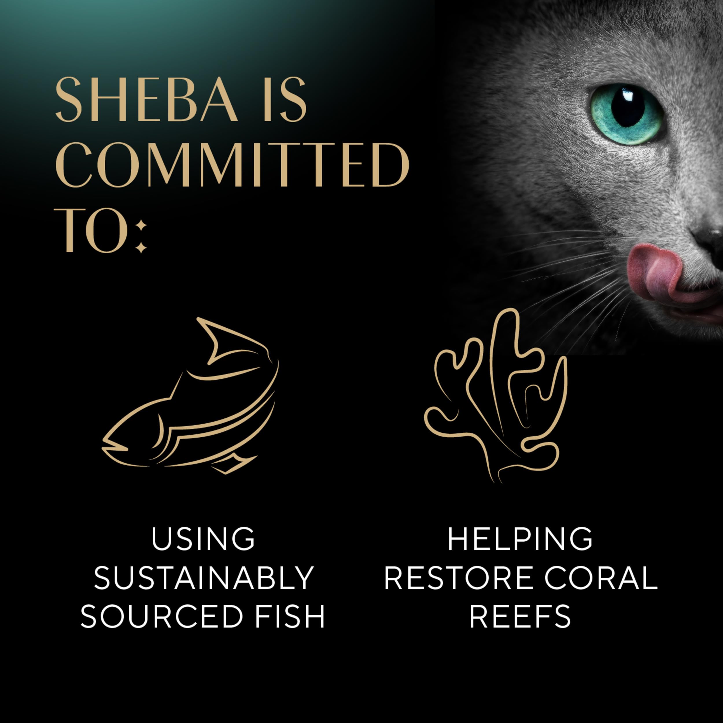 SHEBA Perfect Portions Pat   Wet Cat Food Trays (24 Count, 48 Servings), Signature Seafood Entr  e, Easy Peel Twin-Pack Trays
