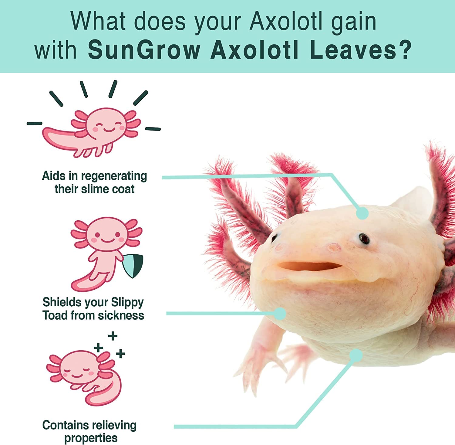 SunGrow 10 Pack Axolotl Indian Almond Leaves for Aquarium, 5-Inches, Catappa Leaf Soothes Pets Slime Skin, Aquarium Water Condit