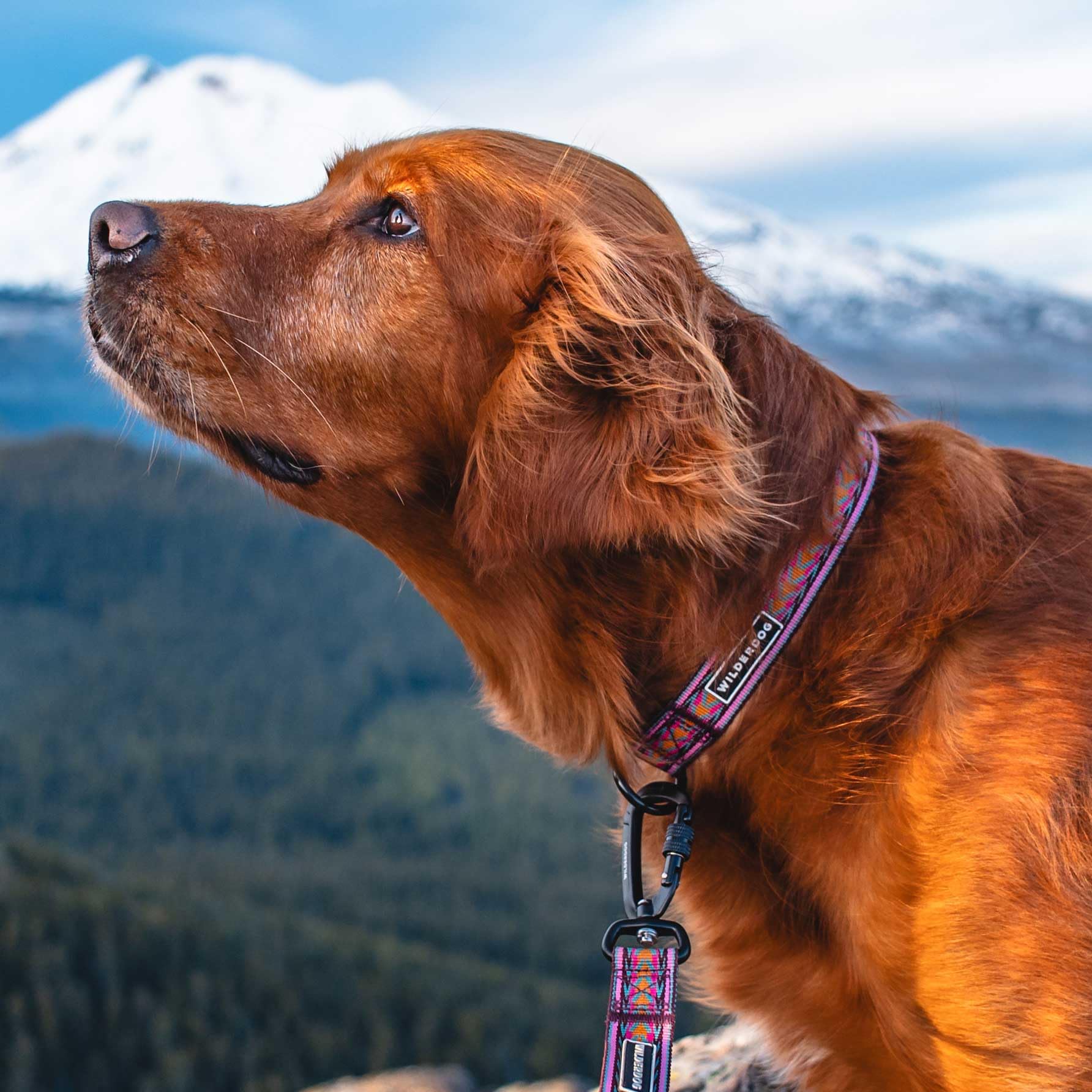 Wilderdog Ultralight Collar Series For Dogs - Small - Denali