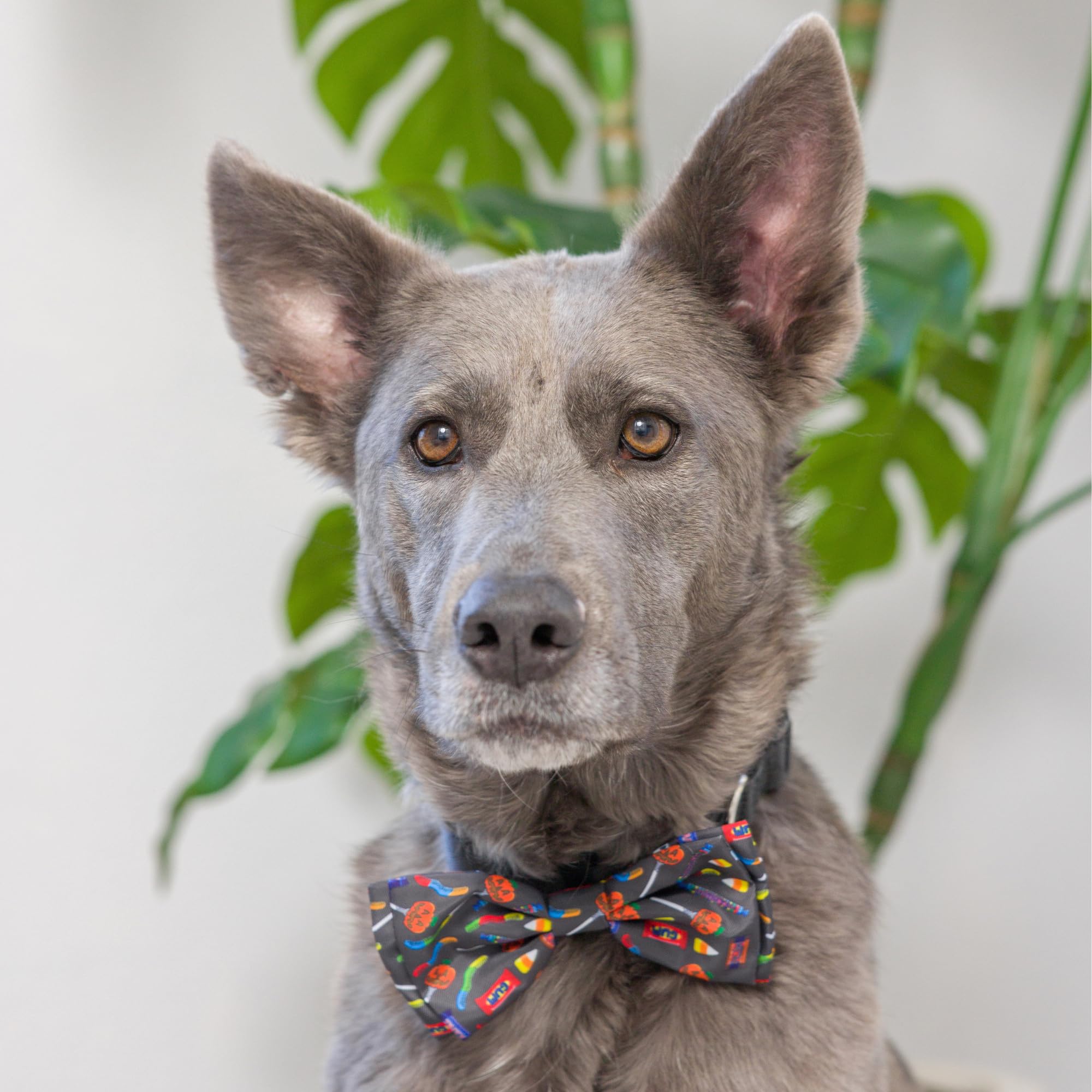 Huxley & Kent Bow Tie For Pets | Creepy Candy (Extra-Large) | Halloween Hook & Loop Bow Tie Collar Attachment | Fun Bow Ties For Dogs & Cats | Cute, Comfortable, And Durable | H&K Bow Tie