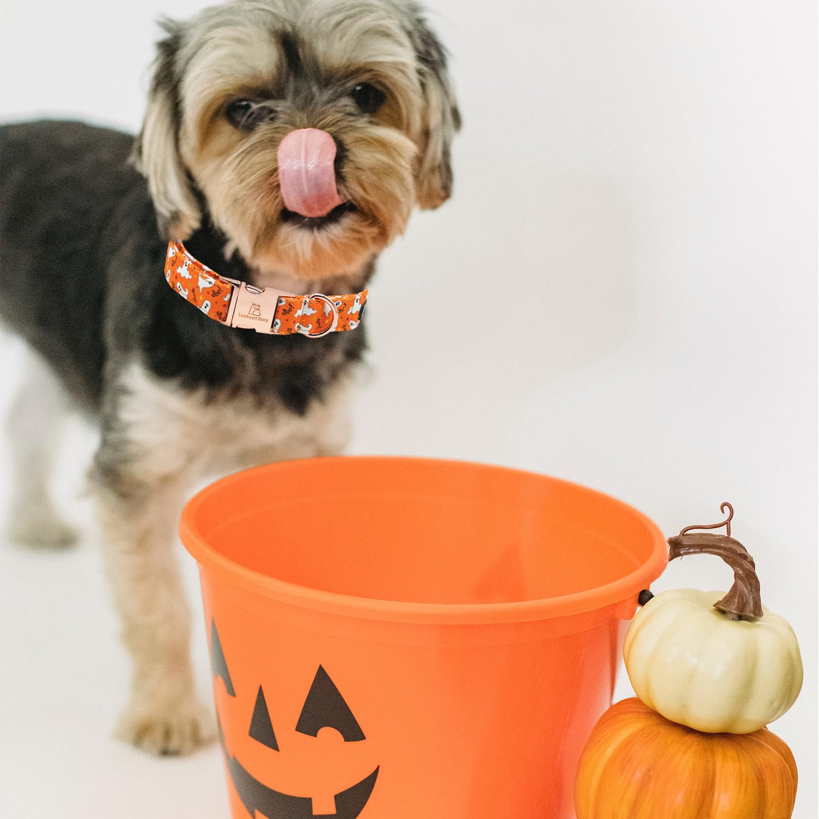 Lionheart Glory Halloween Dog Collars, Fall Dog Collar Heavy Duty Adjustable Dog Collar For Large Collar Dog Female Or Male Dog Collar