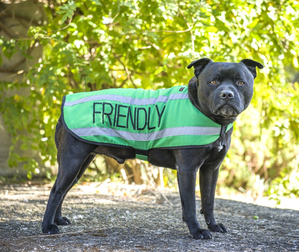 Dexil Limited Friendly Green Warm Dog Coats S-M M-L L-Xl Waterproof Reflective Fleece Lined (Known As Friendly) Prevents Accidents By Warning Others Of Your Dog In Advance (M-L Back 17' (43Cm))