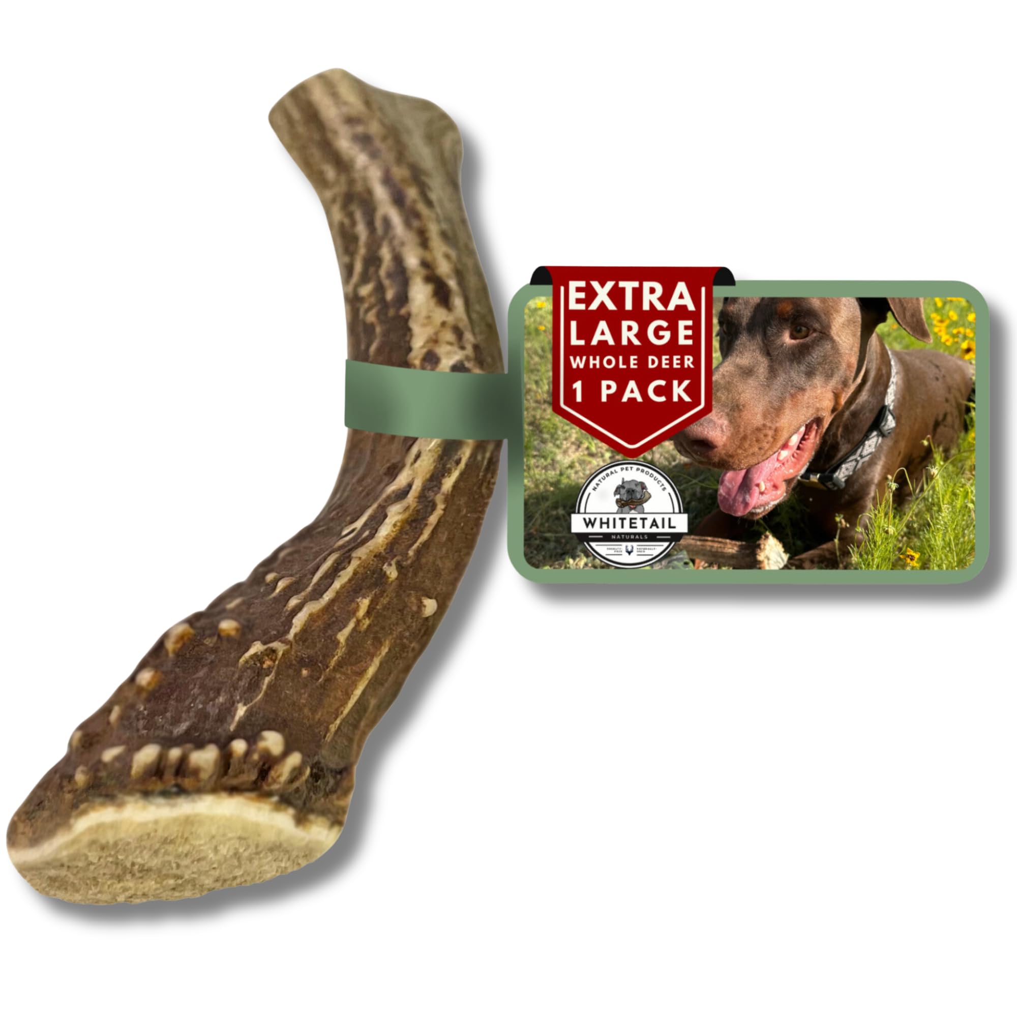 WhiteTail Naturals - Deer Antlers for Large Dogs - (1 Pack - Extra Large) - All Natural Dog Antler- Naturally Shed, Long Lasting