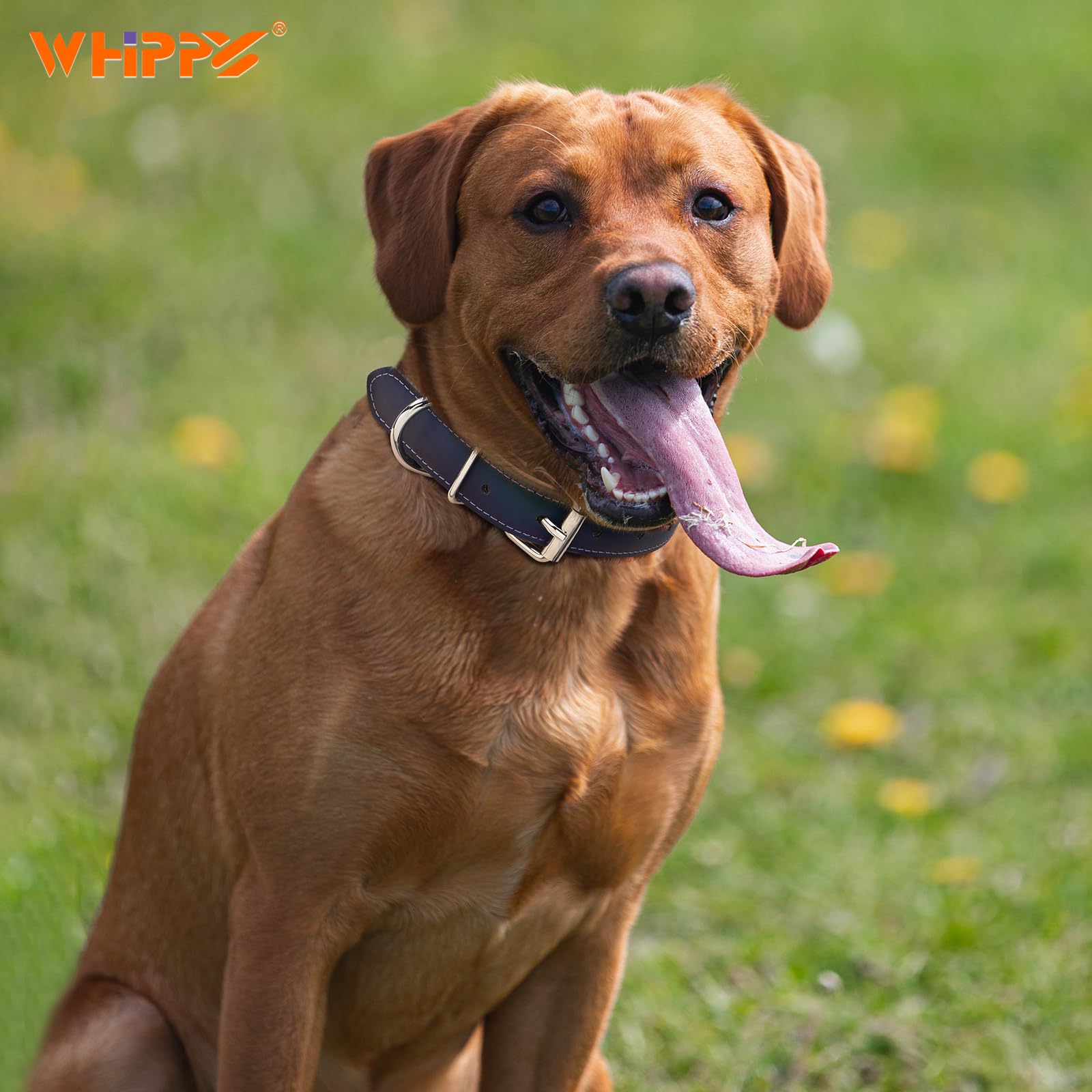 Whippy Leather Dog Collar For Medium Large Dog Adjustable Soft Leather Padded Puppy Collar With Alloy Buckle Heavy Duty Waterpro